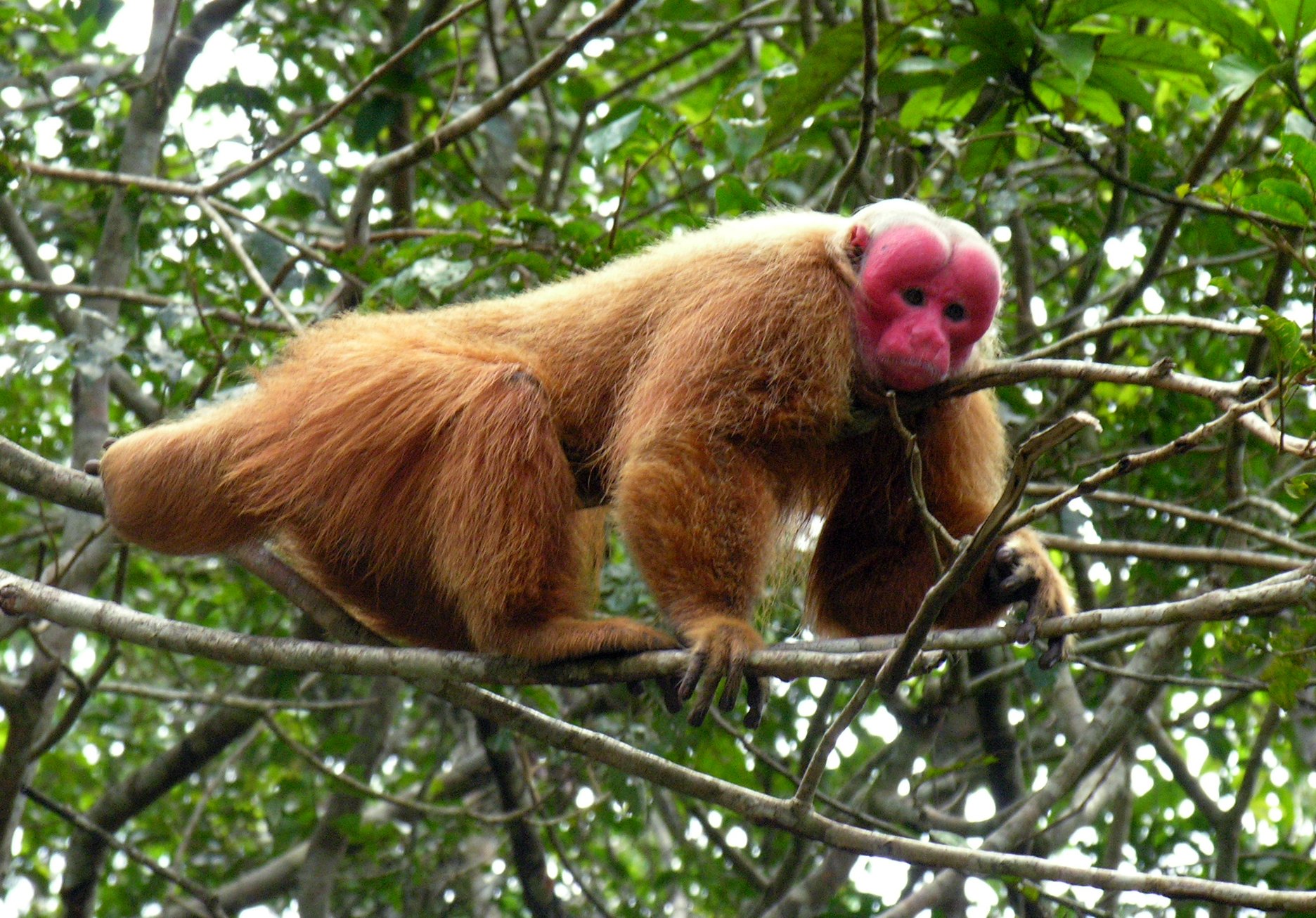That crimson face is unmistakable — the bald uakari, one of Amazonia's most extraordinary primates. A bald uakari monkey with a vivid crimson face and shaggy orange-brown fur perched on branches in a dense tropical forest canopy, spotted on an amazon rainforest ecolodge trip in brazil
