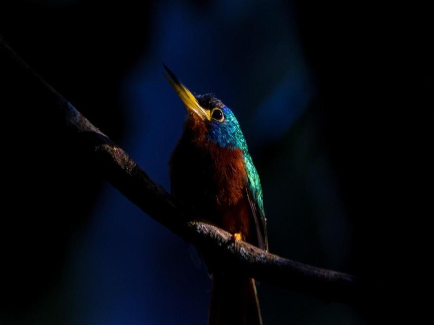 Iridescent feathers, a dagger bill — jewels hide in the Amazon's shadows. A small jewel-toned bird with a yellow bill, teal crown, and chestnut breast perches on a dark branch during an amazon rainforest ecolodge trip in brazil, set against a near-black background