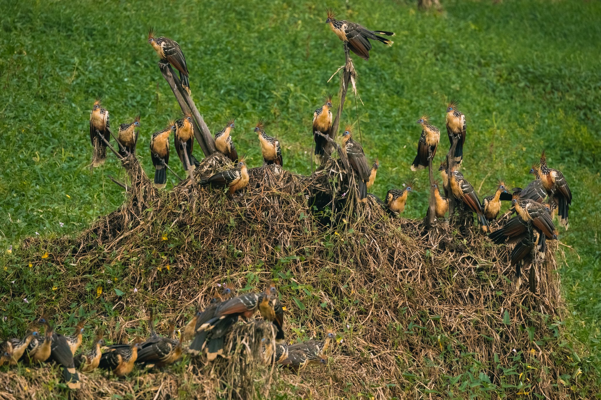 Dozens of crested hoatzins — prehistoric, noisy, and utterly social. Photo: Guilherme Gomes A large colony of hoatzins with distinctive spiky crests and rufous plumage crowding a tangled mound of dry vegetation surrounded by green grass, a striking wildlife encounter on an amazon rainforest ecolodge trip in brazil