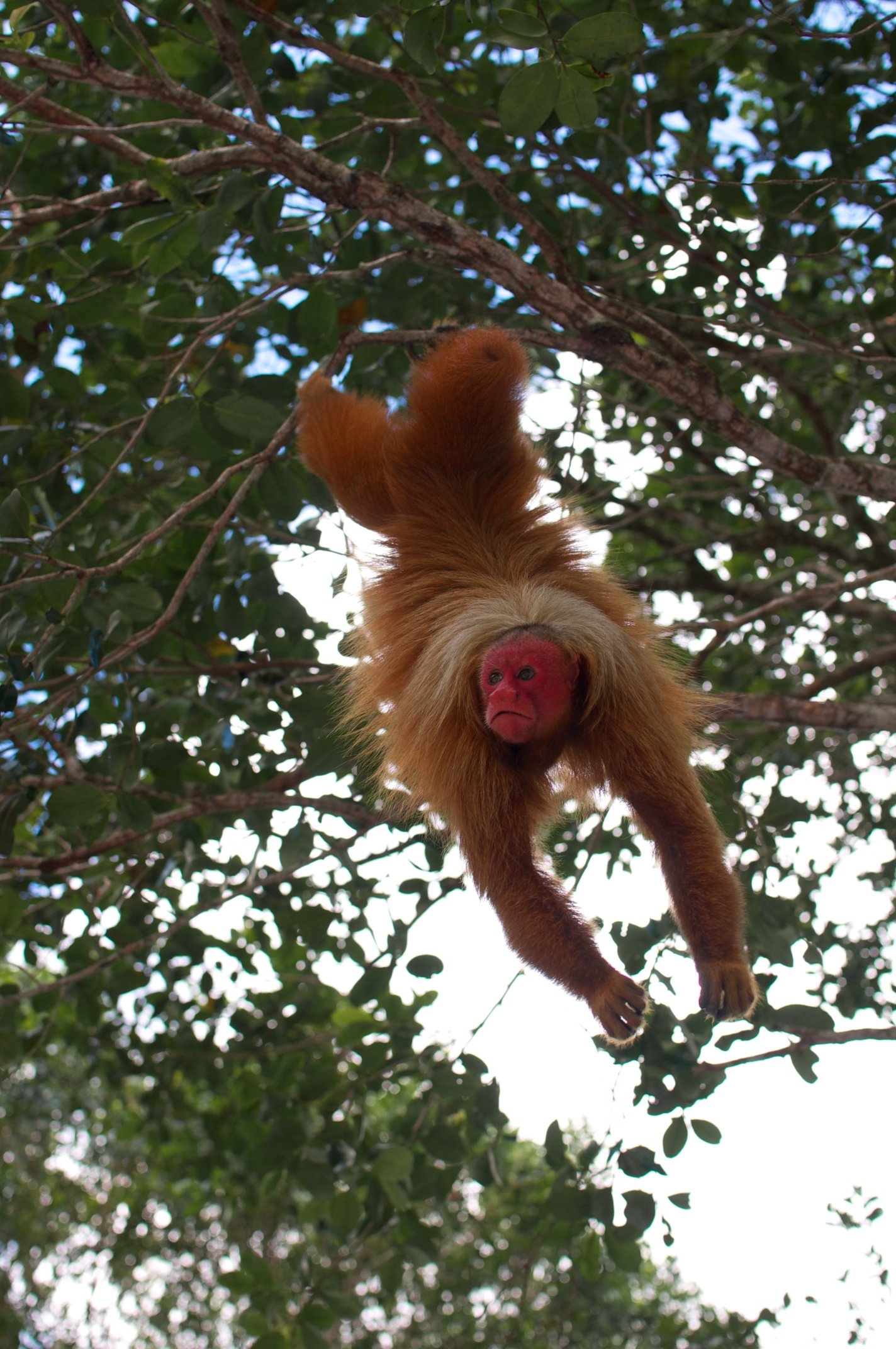 Ein Uakari-Affe mit auffällig rotem Gesicht hängt kopfüber an einem Ast im Regenwalddach, sein goldoranges Fell gespreizt, der Blick direkt in die Kamera gerichtet