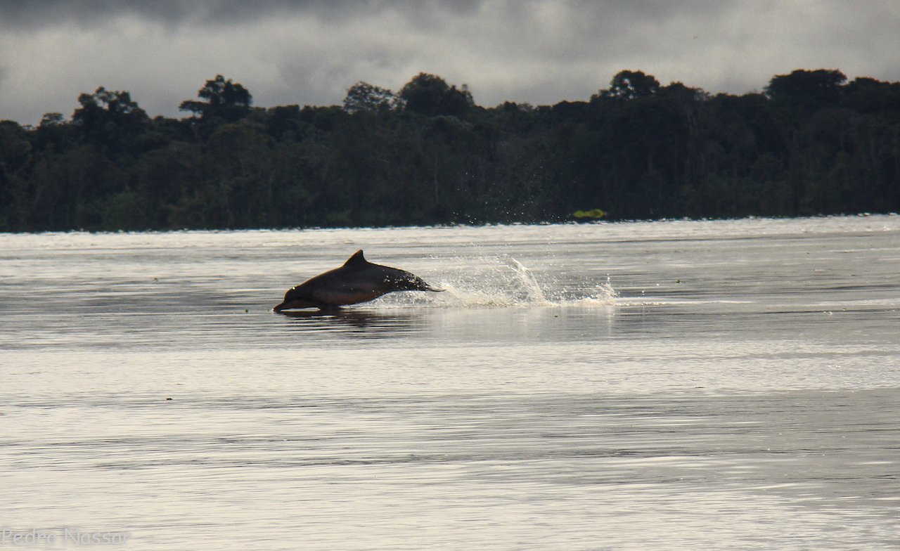 A burst of spray, a pink river dolphin mid-leap — pure Amazon. A pink river dolphin leaping from the glassy surface of a wide Amazonian river on this amazon rainforest ecolodge trip in brazil, with dense jungle lining the far bank under a brooding overcast sky