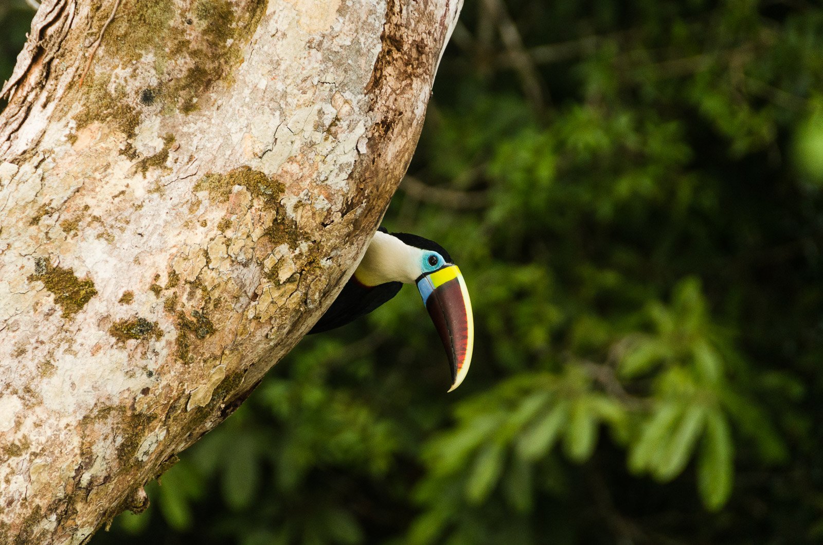 Ein Tukan mit einem auffällig bunten Schnabel lugt aus einer natürlichen Baumhöhle hervor, umgeben von sattem grünem Laub im Amazonas-Regenwald