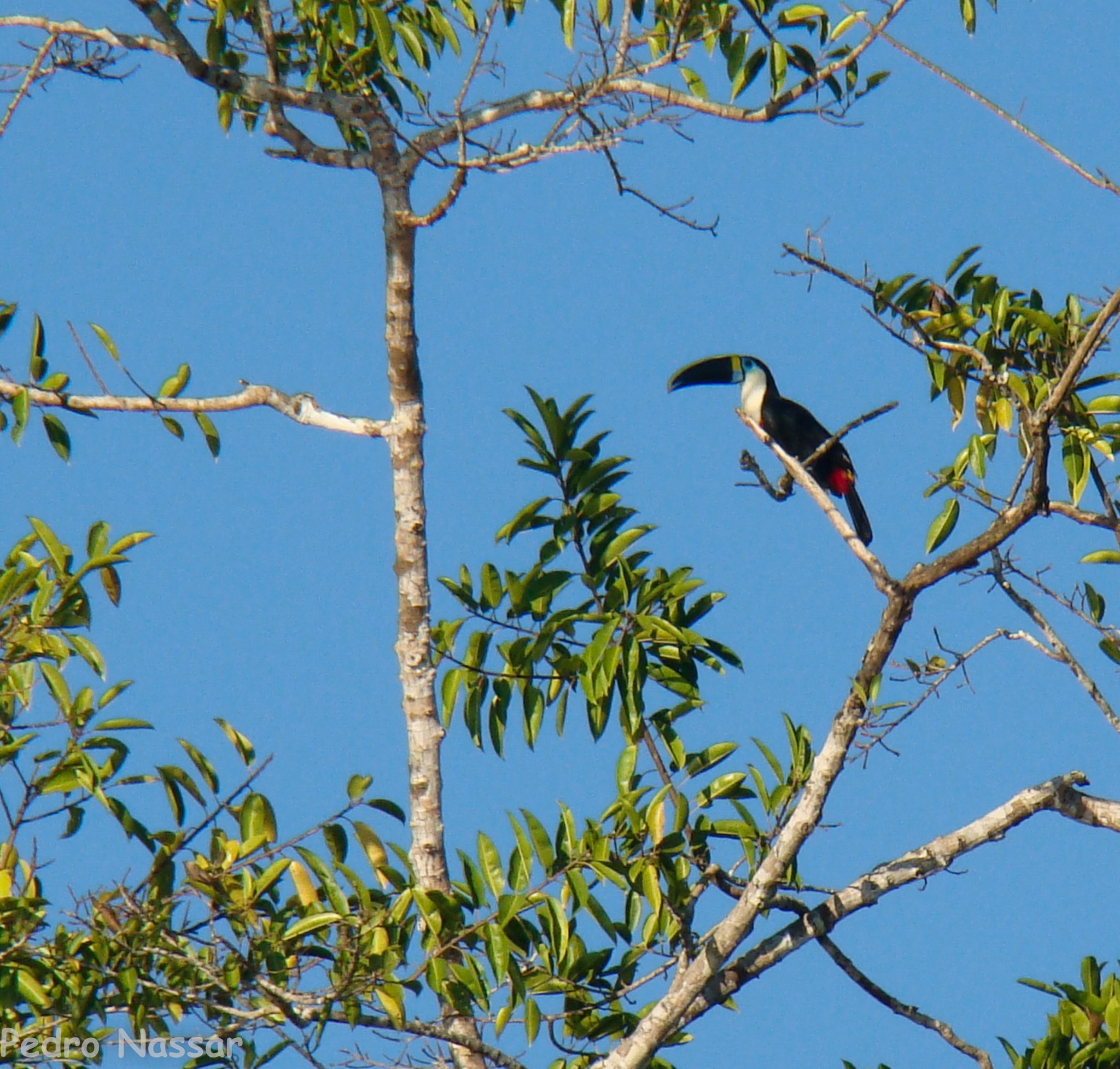 Black plumage, that improbable bill — a canopy sighting worth every craned neck. Photo: Pedro Nassar A toucan with a large curved bill and red undertail perches on a bare branch high in the rainforest canopy against a clear blue sky, spotted during an amazon rainforest ecolodge trip in brazil