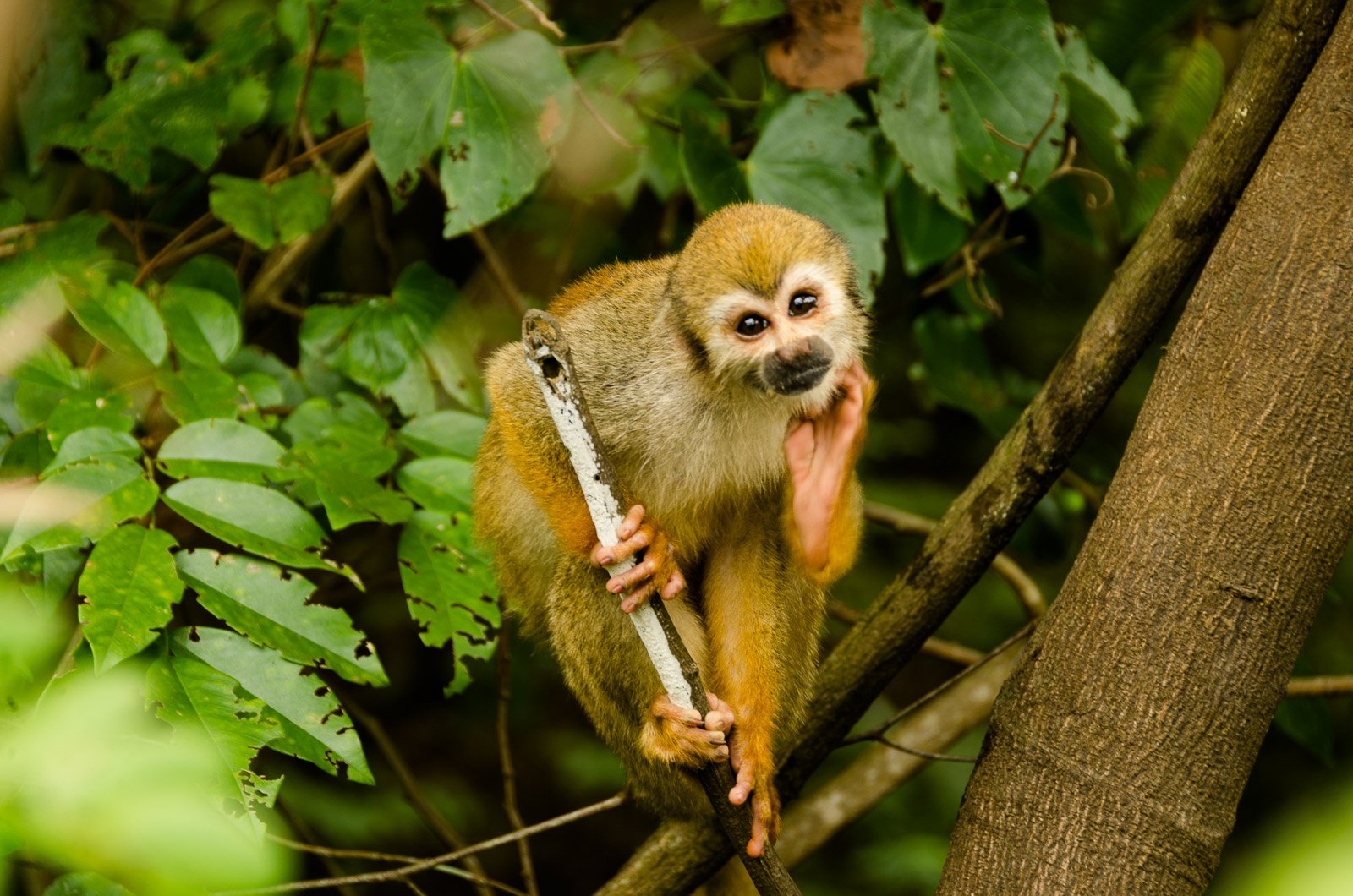 Ein kleiner goldbraun gefärbter Totenkopfaffe klammert sich mit Händen und Füßen an einen Ast inmitten üppig grüner tropischer Vegetation auf einem Amazonas-Regenwald-Ecolodge-Trip in Brasilien