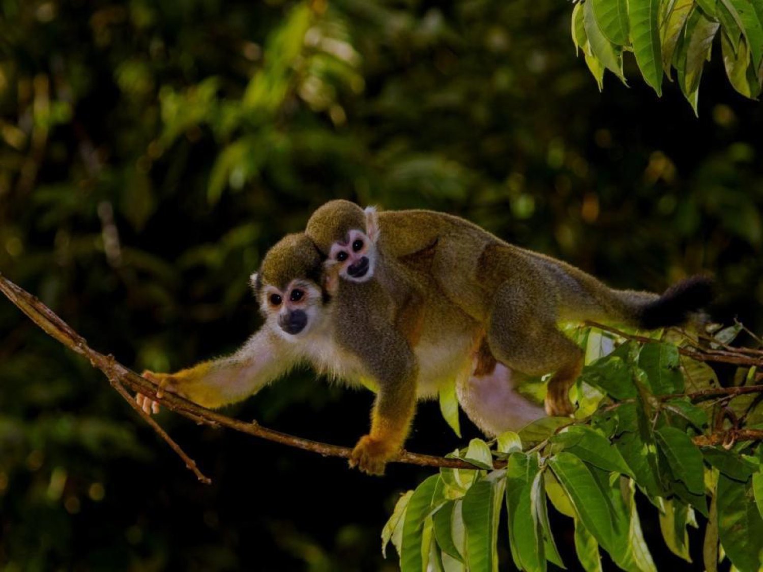 Mother and infant, inseparable on the branch. A squirrel monkey mother carries her clinging infant along a slender branch during an amazon rainforest ecolodge trip in brazil, surrounded by dense green canopy