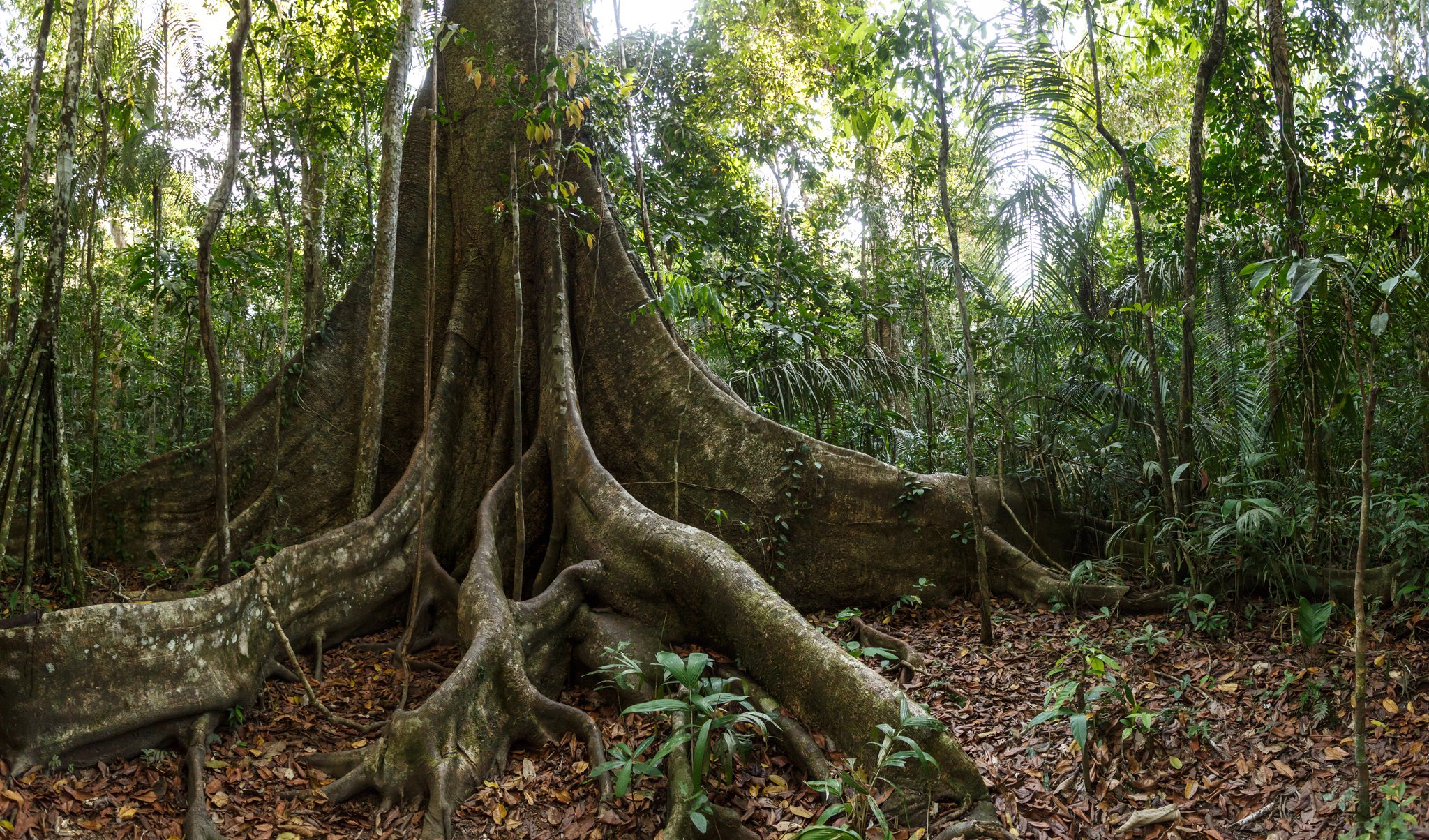 Enormes raízes tabulares de uma árvore gigante na floresta amazônica do Brasil, cercadas por densa vegetação tropical