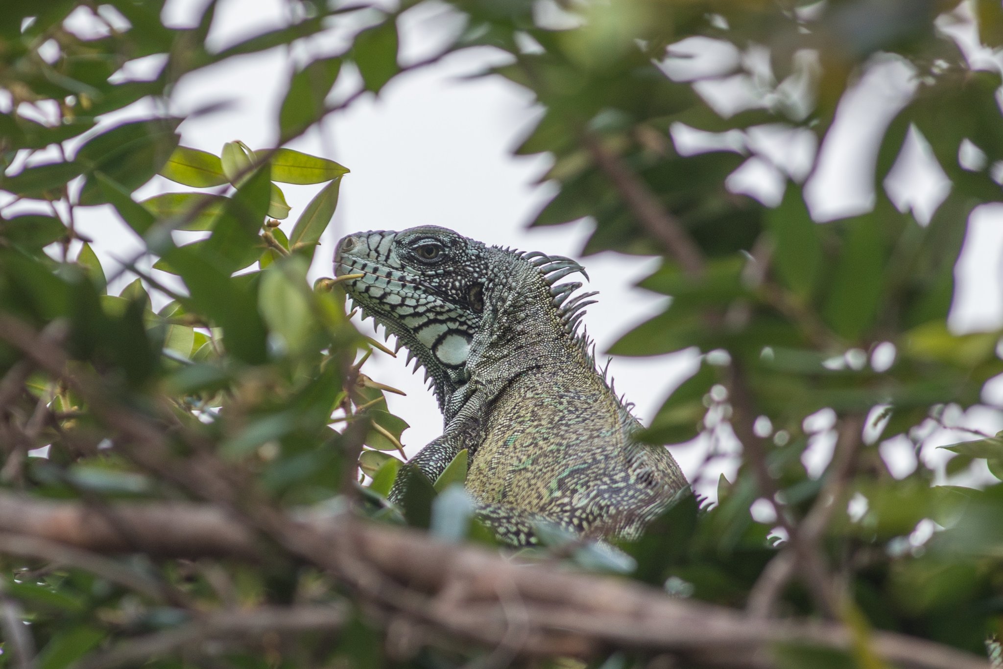 Uma iguana verde empoleirada entre galhos e folhas densas na floresta amazônica, com sua crista escamada e olhar atento visíveis através da vegetação