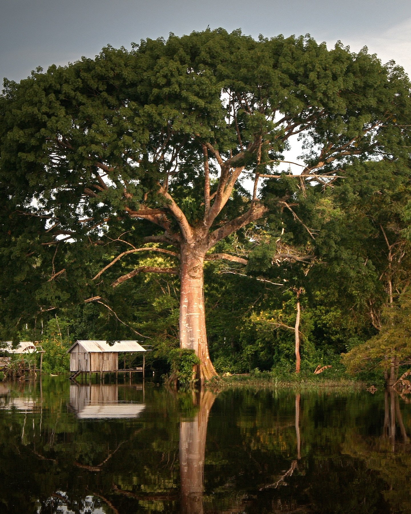 A towering ancient tree stands at the edge of a flooded Amazon River Cruise Brazil waterway, its broad canopy reflected in the still dark water beside a small wooden stilt hut