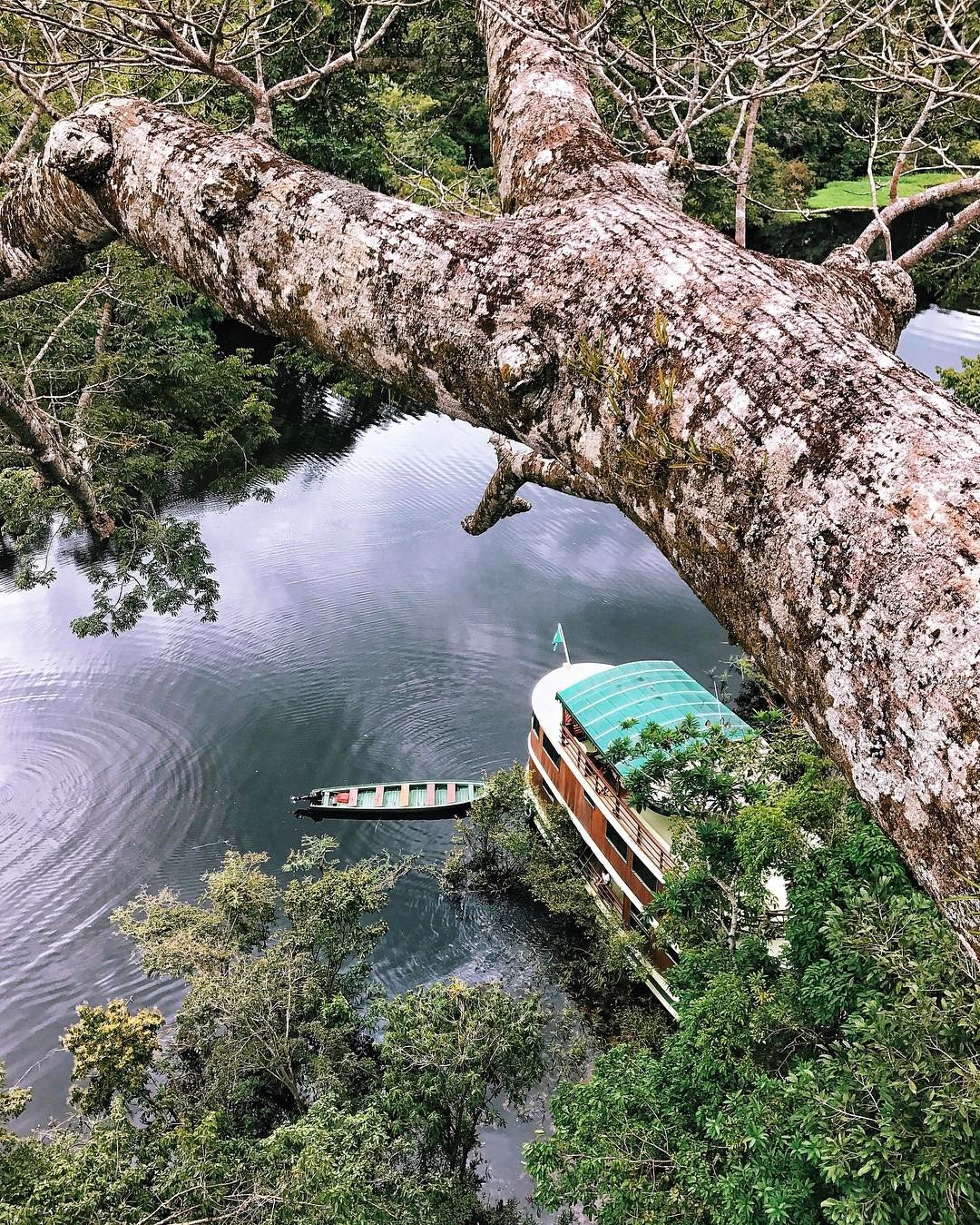 Aerial view from atop a massive Amazon rainforest tree looking down at a small wooden riverboat and a covered cruise vessel moored along a calm Rio Negro waterway in Brazil, surrounded by dense jungle canopy — an Amazon River Cruise Brazil perspective unlike any other