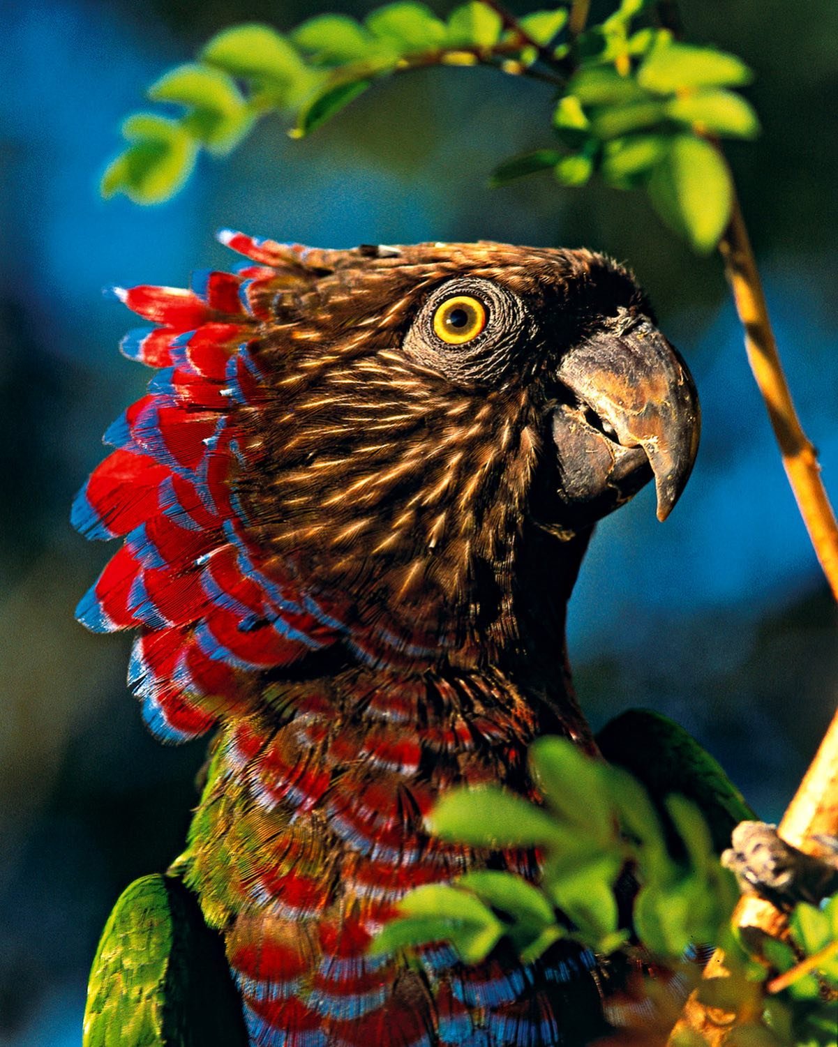 Close-up portrait of a hawk-headed parrot with vivid red and blue neck feathers fanned out and striking yellow eye, perched among green leaves on an Amazon River Cruise Brazil wildlife encounter