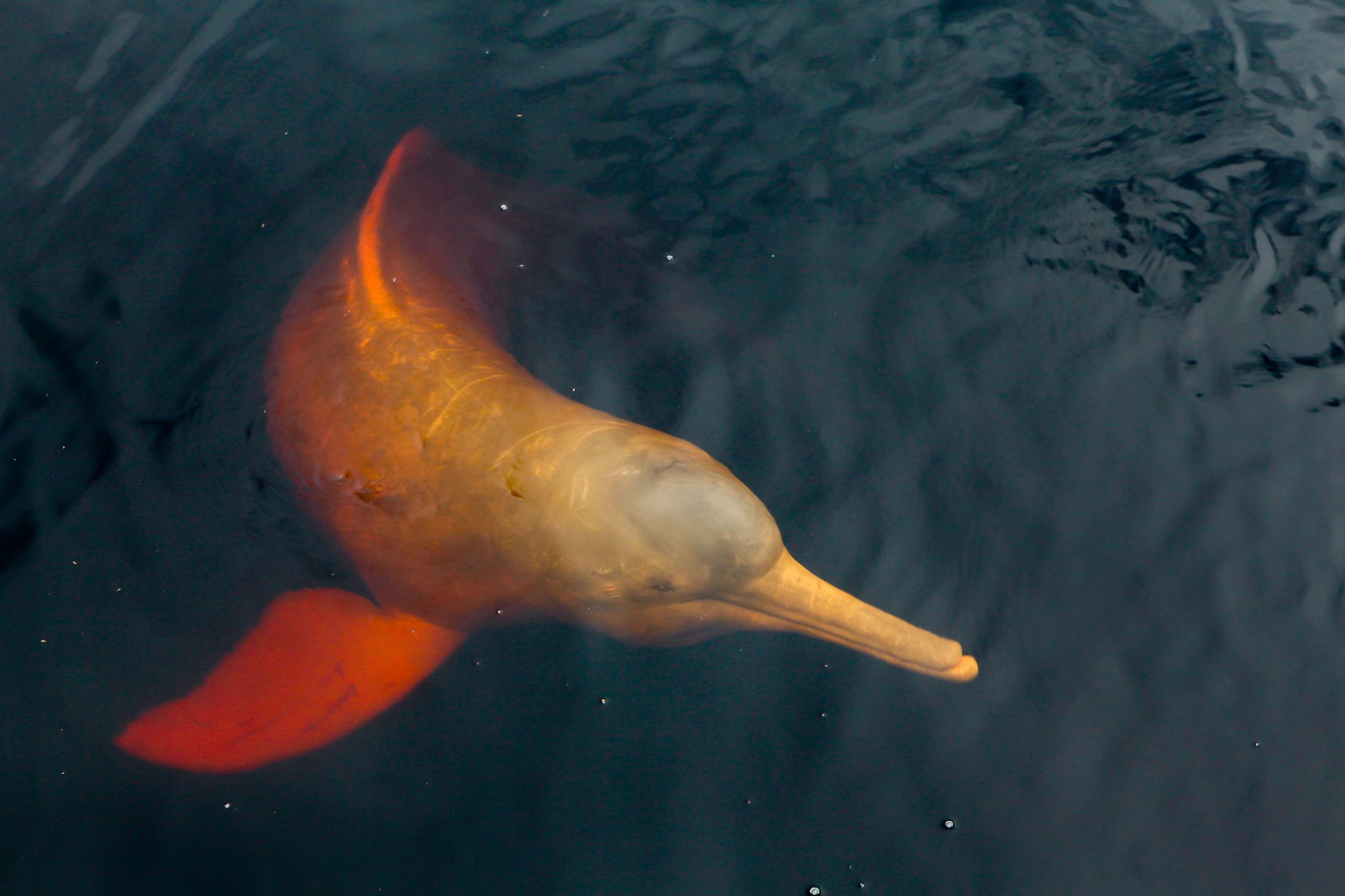 A pink river dolphin glides just beneath the dark surface of the Amazon River in Brazil, its rosy orange body and distinctive long beak clearly visible from above during an Amazon River Cruise Brazil excursion.