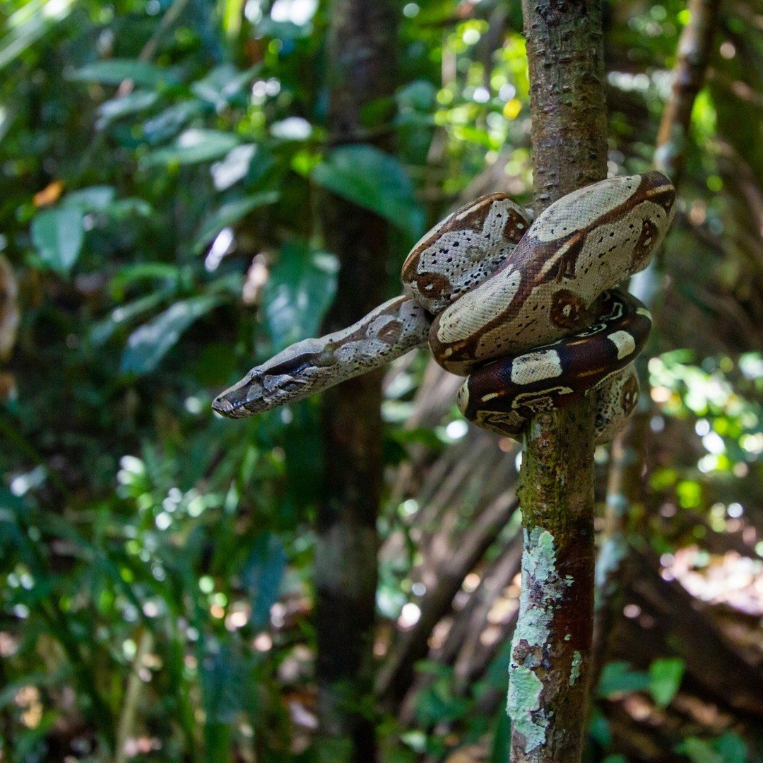 A large boa constrictor coiled tightly around a slender tree trunk in dense Amazon jungle undergrowth, its cream and brown patterned scales clearly visible