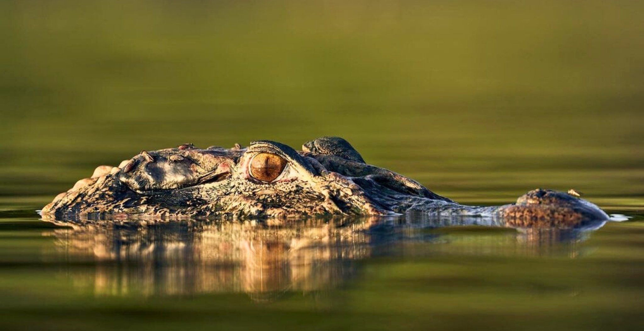 A caiman floating almost entirely submerged in still green water, its amber eye and armored skull barely breaking the surface during an Amazon survival tour