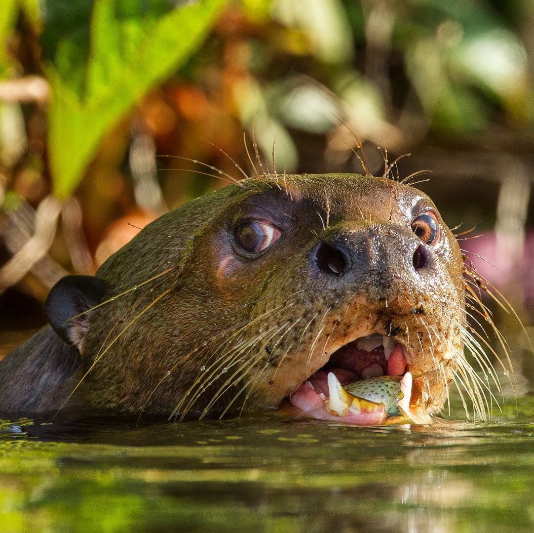 Lunch sorted. No menu required. A giant otter rises from a dark river with a small fish clamped in its jaws, whiskers fanned wide and eyes alert — a raw feeding moment on an Amazon survival tour