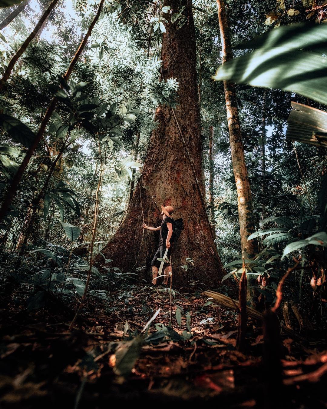 Some trees here have been growing since before your country had borders. A traveller wearing a straw hat presses against the massive buttressed trunk of a giant rainforest tree during an Amazon survival tour, dwarfed by its scale beneath a dense green canopy