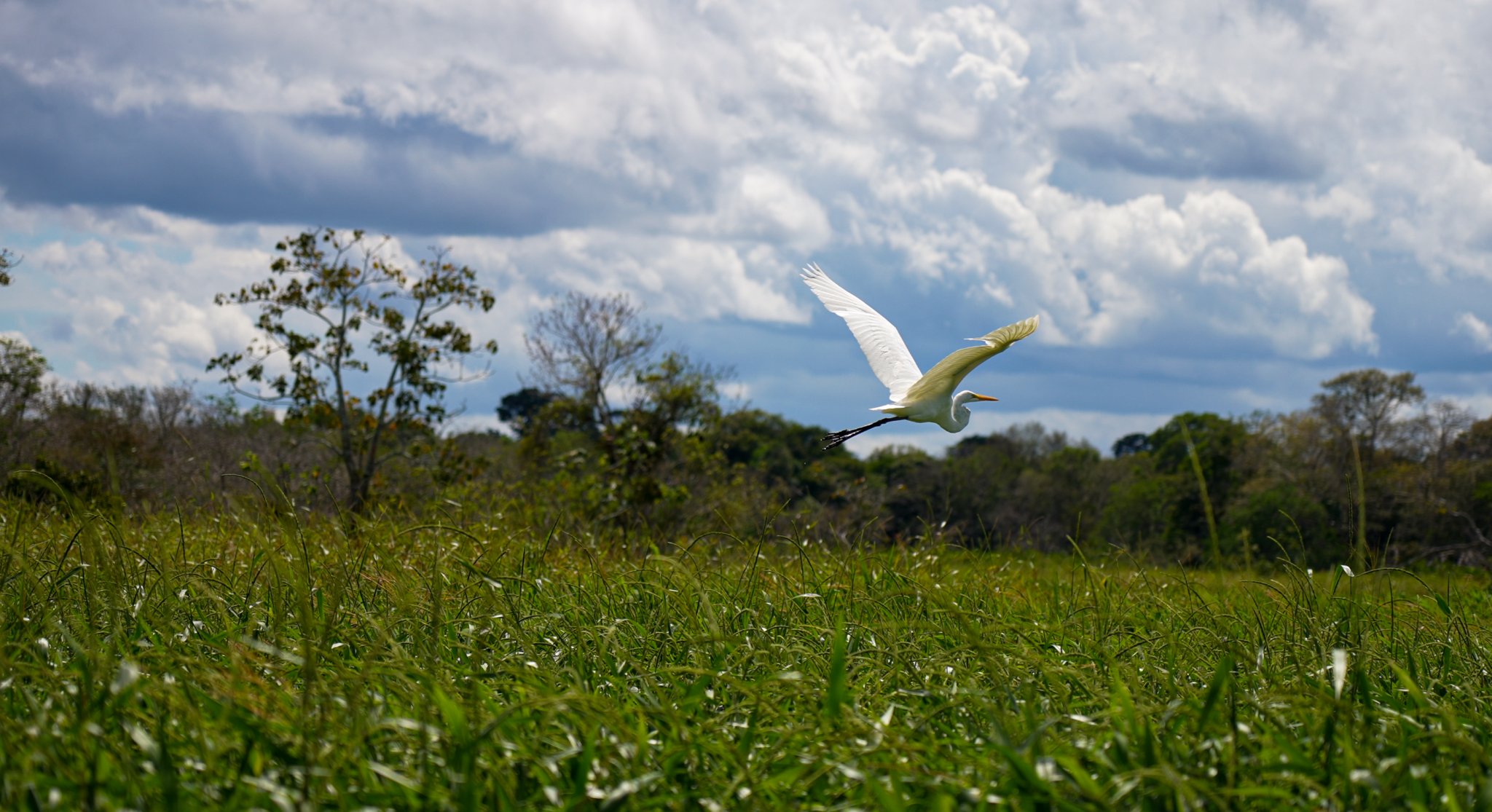 A large white egret soaring low over tall green grass on an Amazon survival tour, wings fully spread against a dramatic cloudy sky with scattered trees in the background
