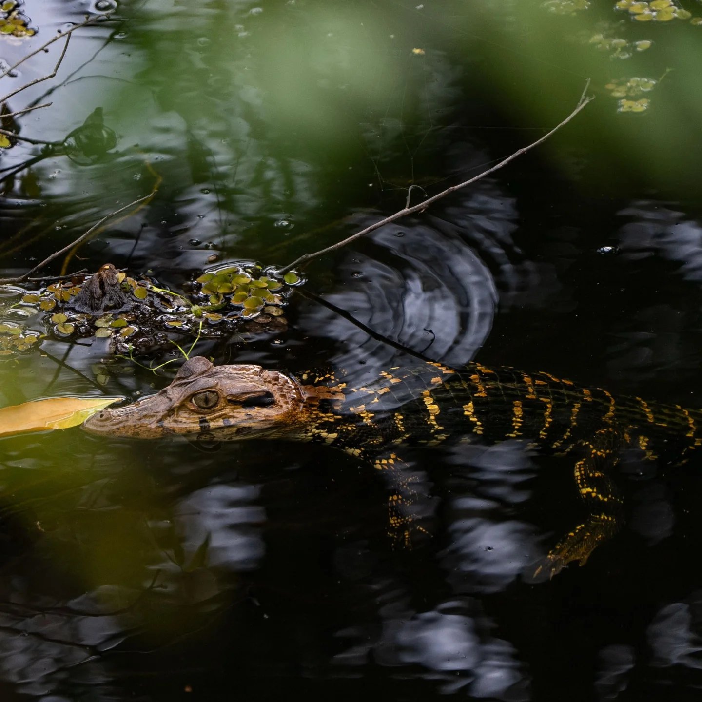A juvenile caiman with bold golden-and-black banded scales glides through dark tannic water amid floating aquatic plants on an Amazon survival tour