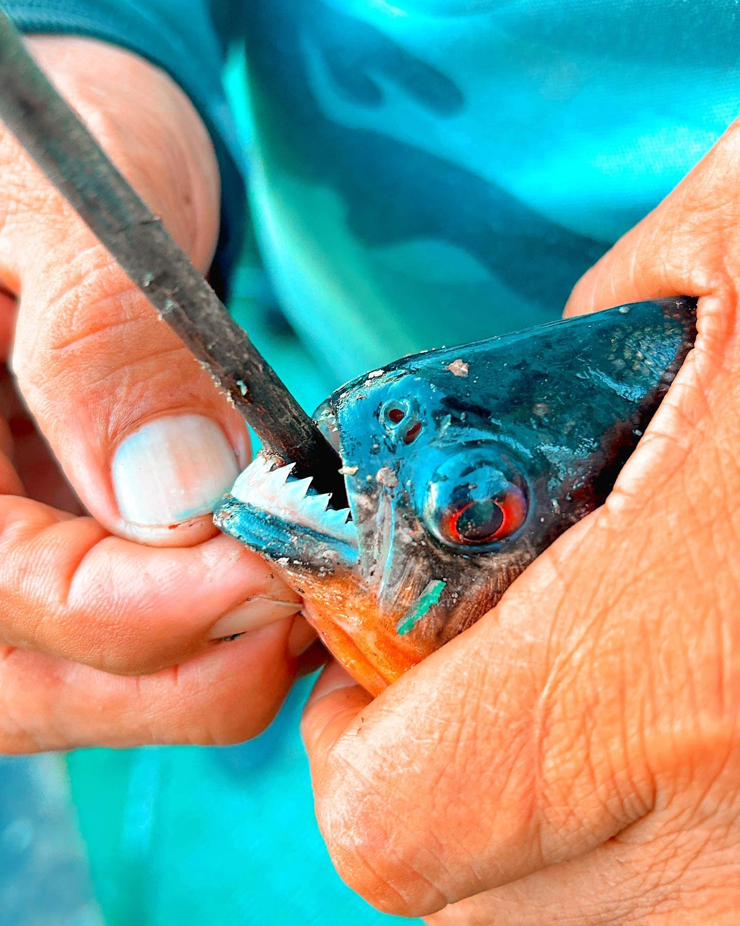 Hands prying open a piranha's jaw with a blade to reveal its razor-sharp interlocking teeth, a memorable moment on an Amazon survival tour