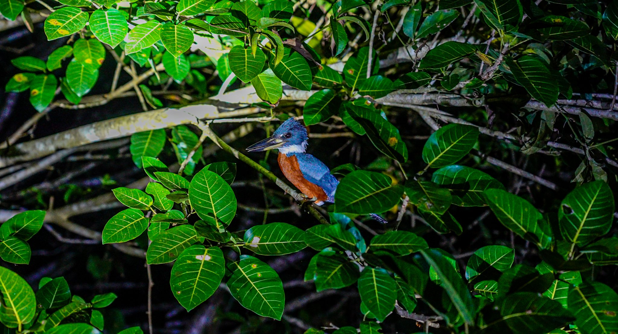 A ringed kingfisher with vivid blue plumage and a rufous breast perched on a branch hidden among dense green tropical leaves during an Amazon survival tour
