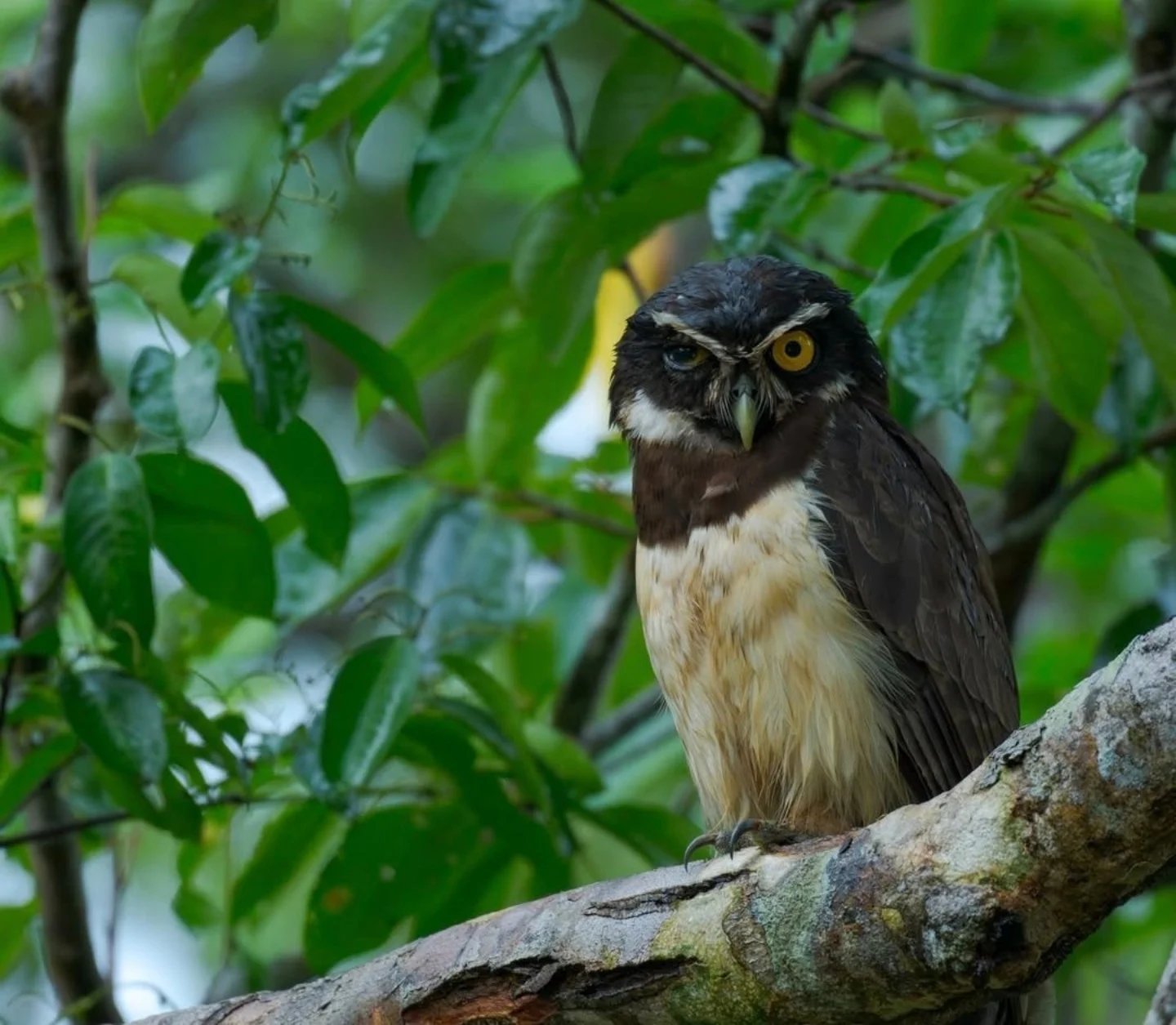 A dark-brown owl with striking yellow eyes and a pale cream breast perches on a mossy branch surrounded by lush green foliage during an Amazon survival tour