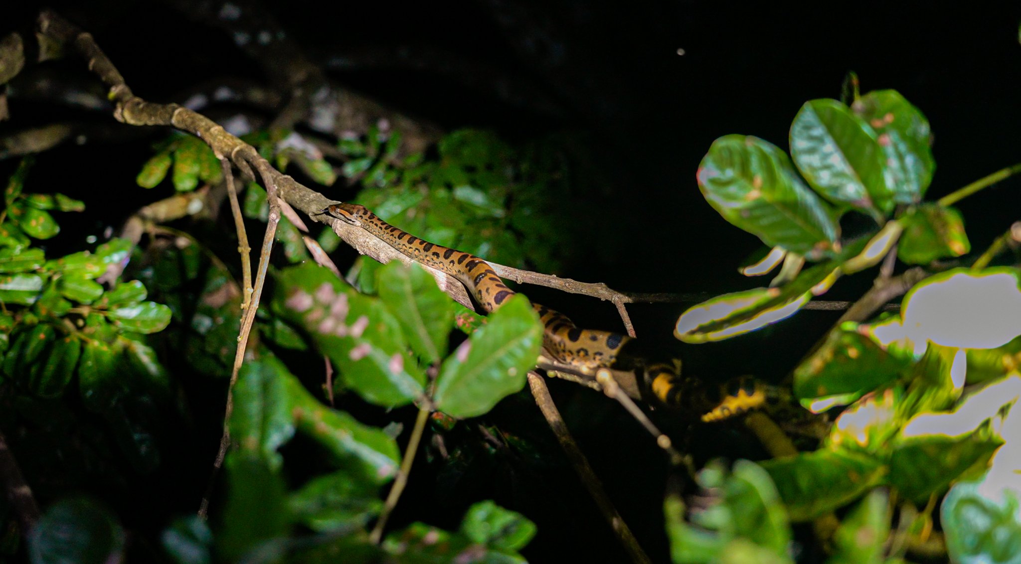 Night walks in the Amazon belong to the creatures you almost miss. A yellow-and-black spotted snake coils along a thin branch during a night tour on an Amazon survival tour, surrounded by dense green foliage