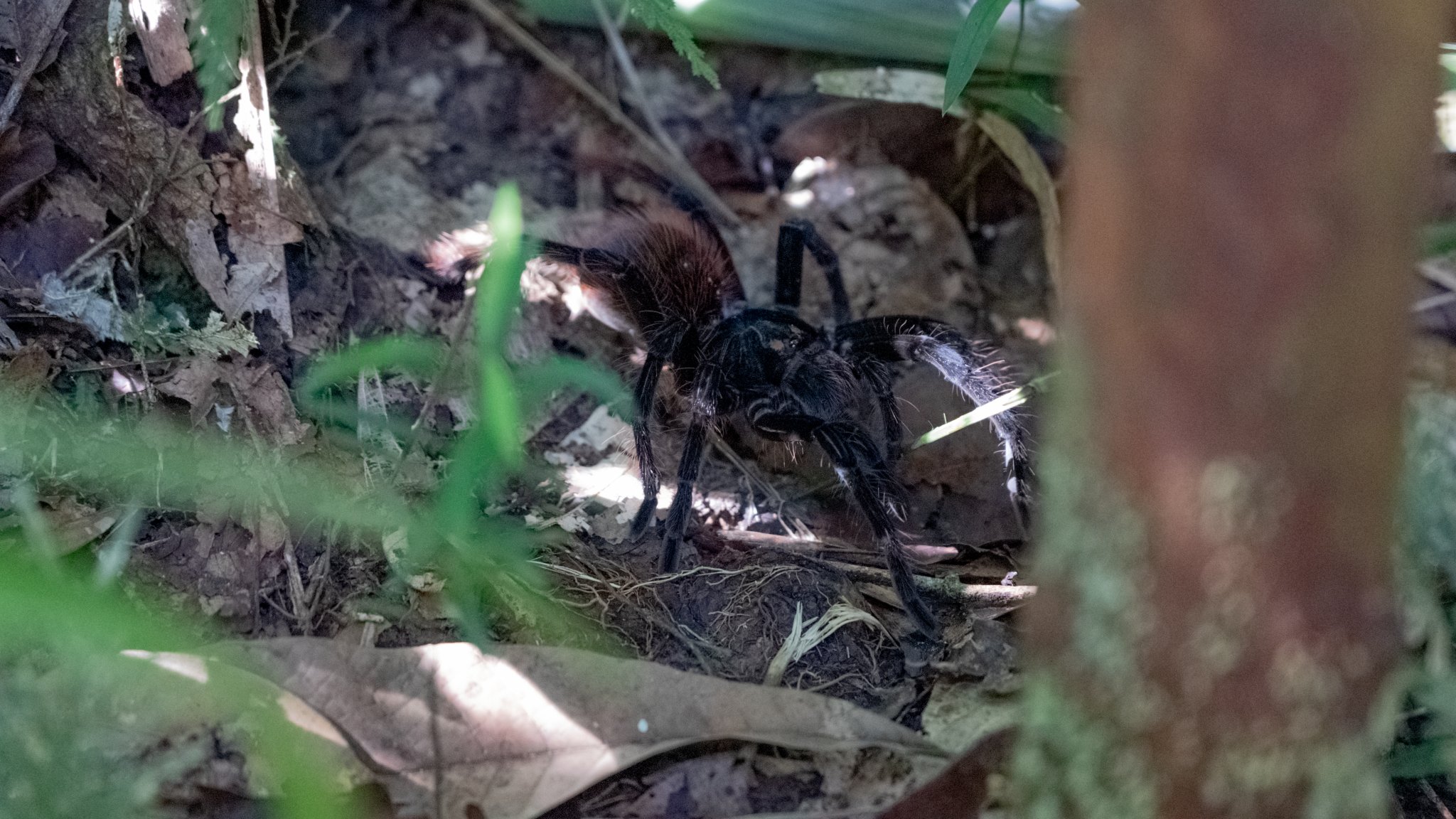 A large dark hairy tarantula rests among leaf litter and roots on a forest floor, encountered during an Amazon survival tour night walk