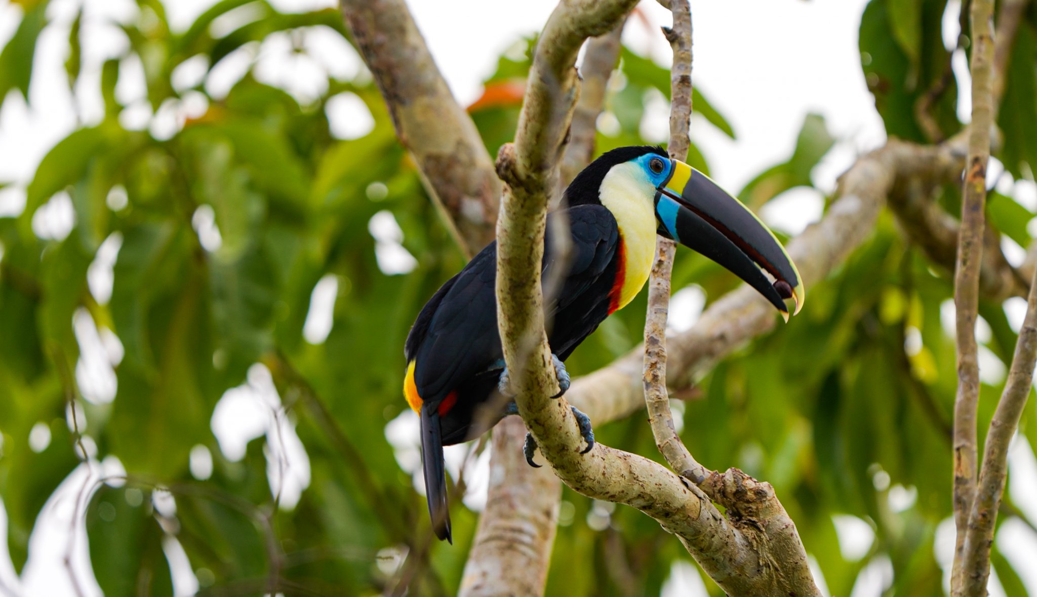 A white-throated toucan with a vivid multicolored bill perches on a bare branch surrounded by lush green foliage during an Amazon survival tour