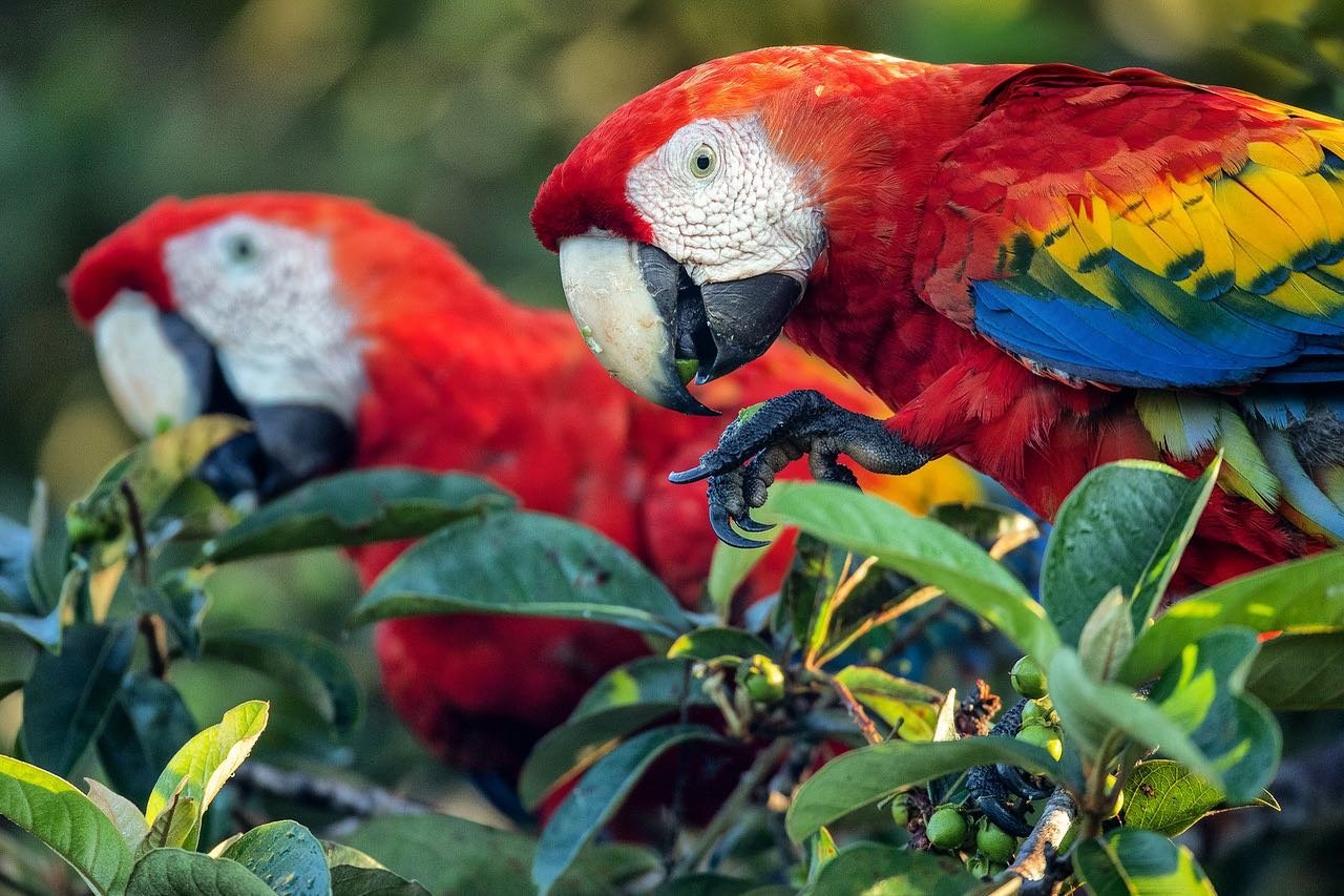 Lunch with no reservation needed, scarlet macaws have it sorted. Two scarlet macaws with vivid red, yellow, and blue plumage foraging among green leaves on an Amazon trek and survival tour