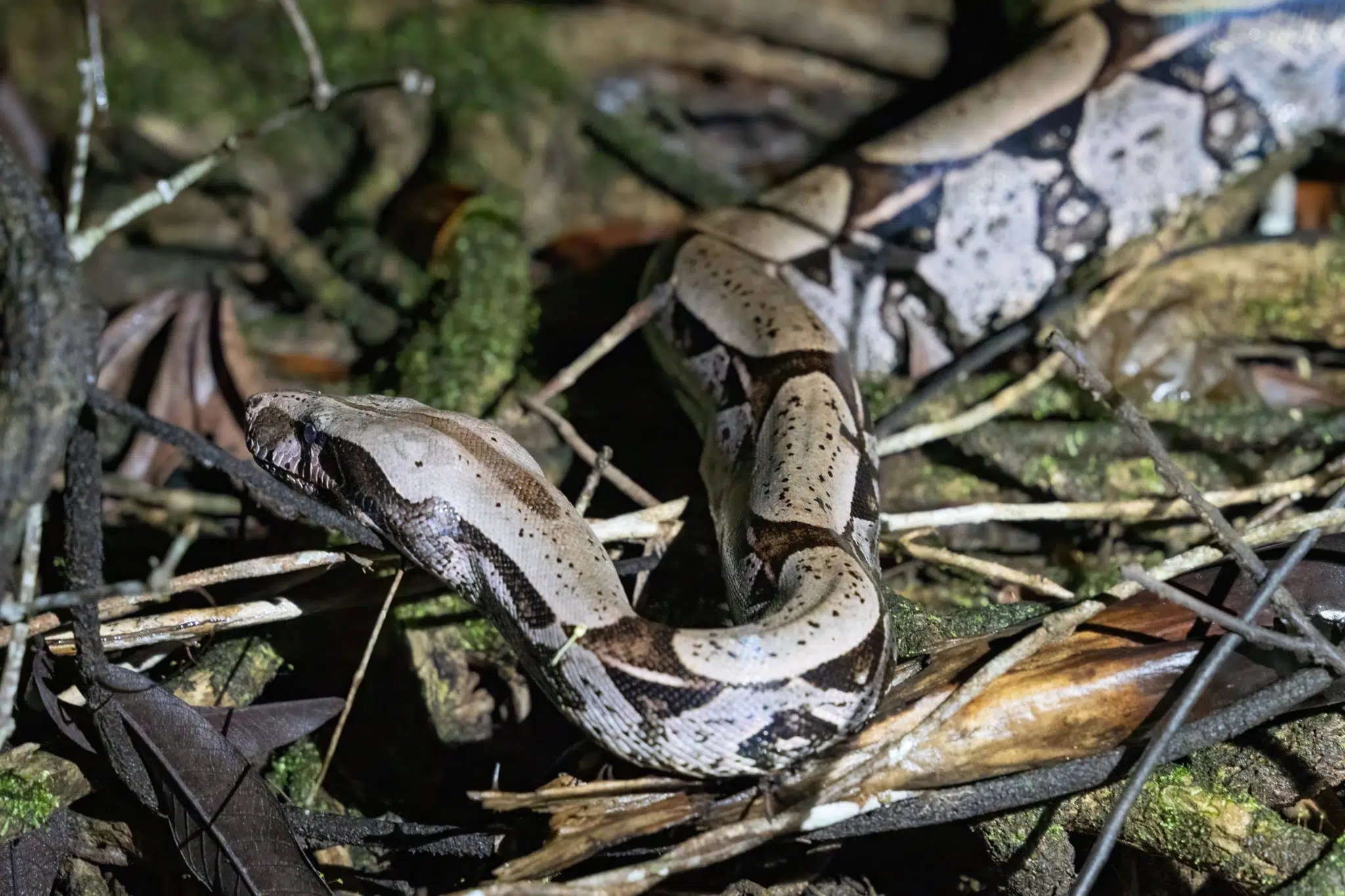 Perfectly camouflaged, perfectly patient — a boa constrictor owns the forest floor. A boa constrictor coiled among dead leaves and twigs on the rainforest floor, its patterned brown and cream scales blending into the leaf litter — a striking wildlife encounter on an Amazon trek and survival tour