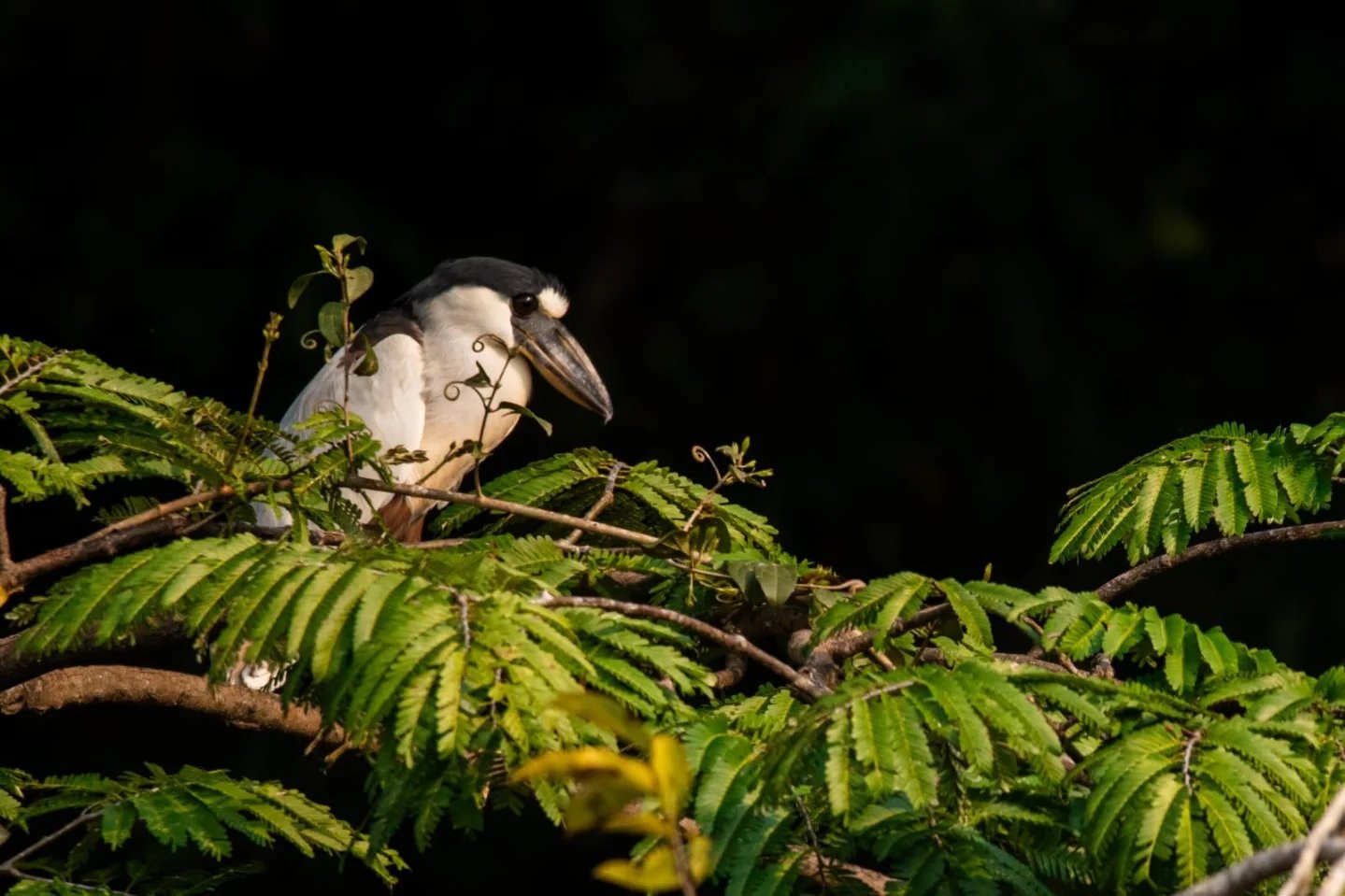 Tucked into the canopy, motionless and watching. A black-crowned night heron perched among sunlit fern-like leaves against a dark background, spotted during an Amazon trek and survival tour