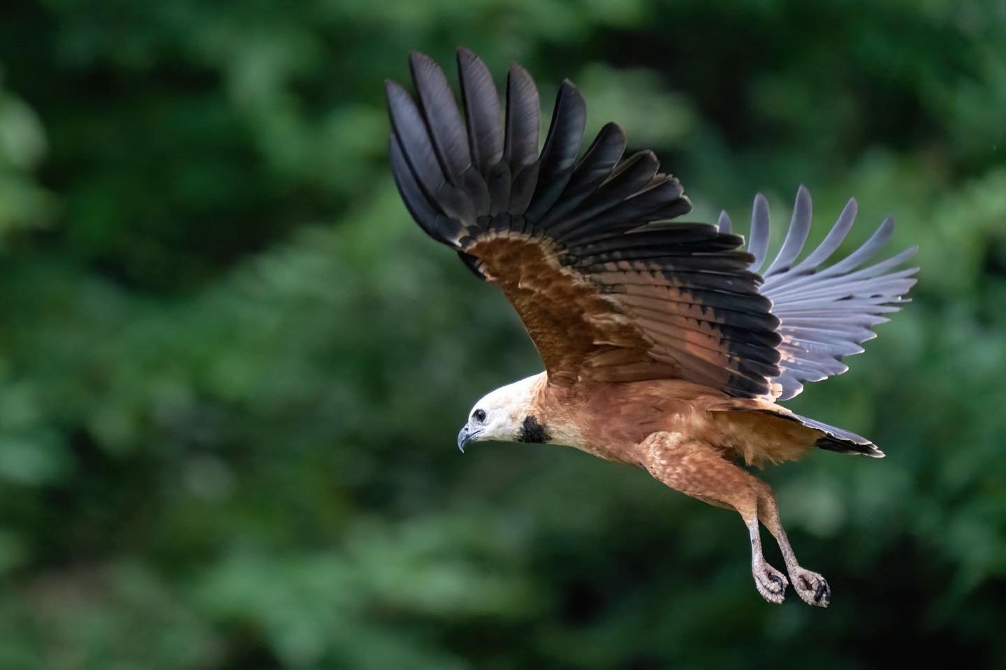 Few things stop a group mid-trail like a hawk cutting low through the canopy. A large raptor with rich chestnut plumage and dark wingtips soars with wings fully spread against a blurred green canopy — a striking wildlife encounter on an Amazon trek and survival tour