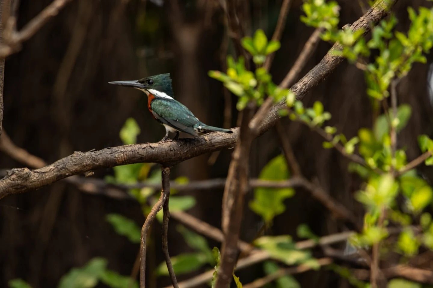 Blue flash in the leaves — a kingfisher holds its post, unhurried. A blue-and-rufous kingfisher perched on a branch deep within dense green foliage during an Amazon trek and survival tour