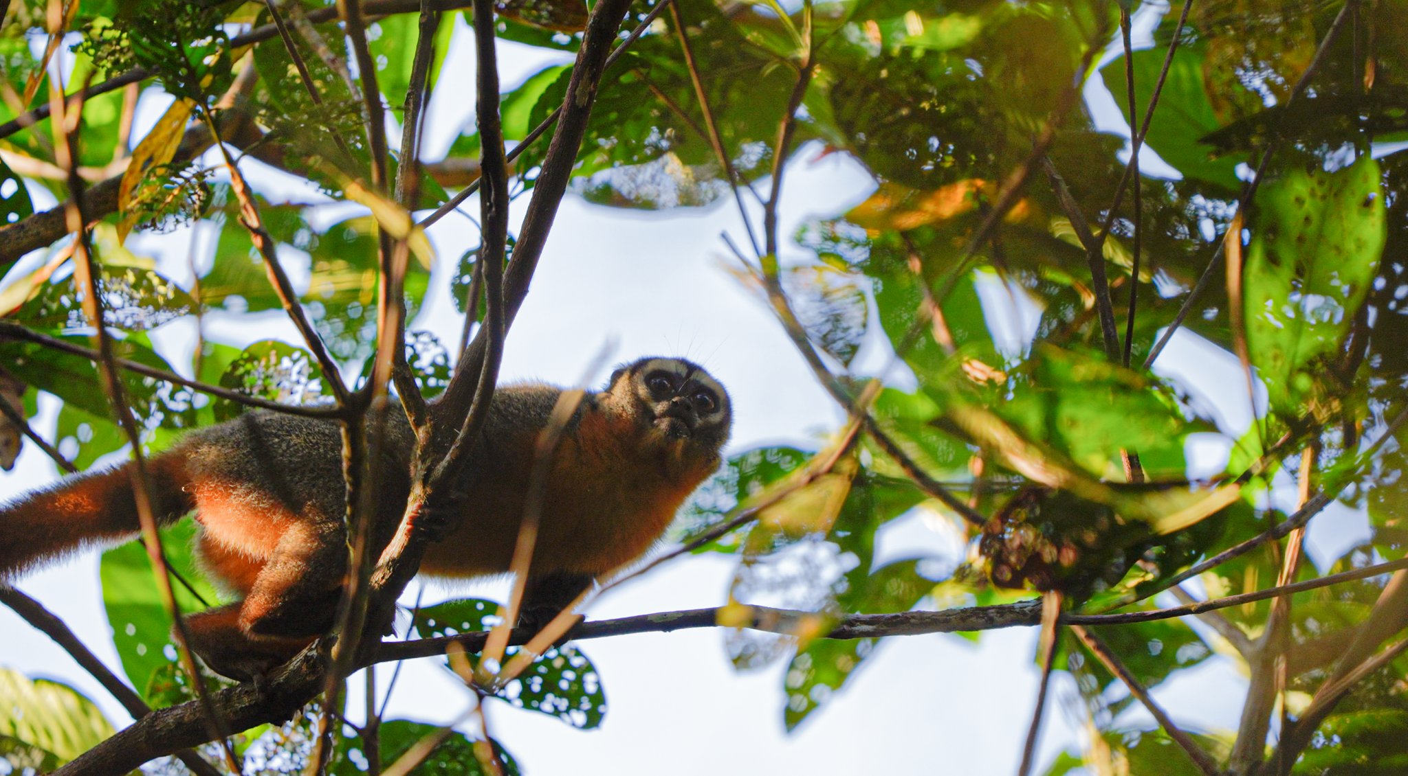 Round dark eyes peering down — proof the canopy holds surprises at every hour. A wide-eyed night monkey with rust-orange fur clings to a branch in the rainforest canopy, spotted during an Amazon trek and survival tour