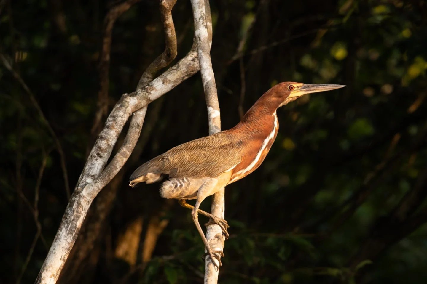 Red eye locked forward, dagger bill ready — a master of stillness. A rufescent tiger-heron perched on a bare branch against a dark forest backdrop, spotted during an Amazon trek and survival tour