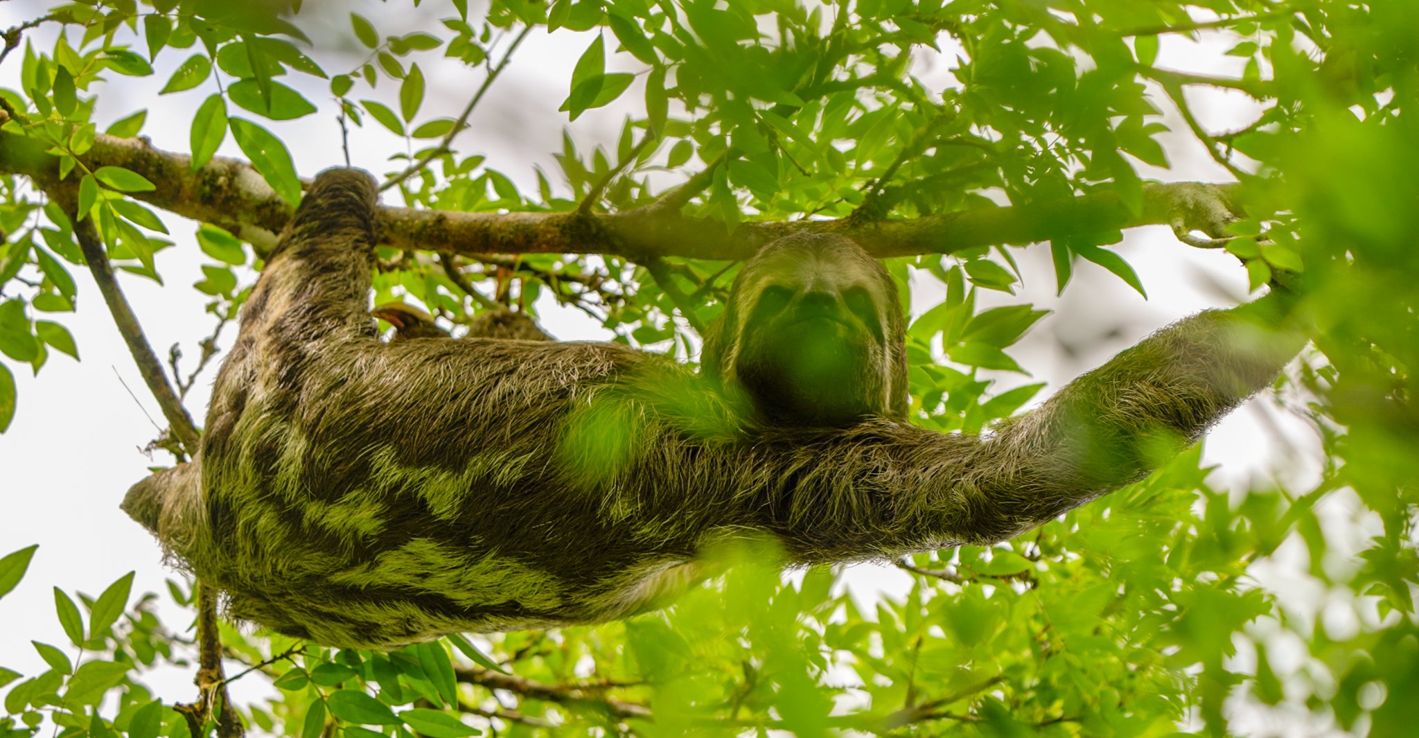 Algae-green fur, perfectly still — life at the top of the canopy. A sloth clings upside-down to a branch high in the rainforest canopy, its fur tinged green with algae, spotted during an Amazon trek and survival tour