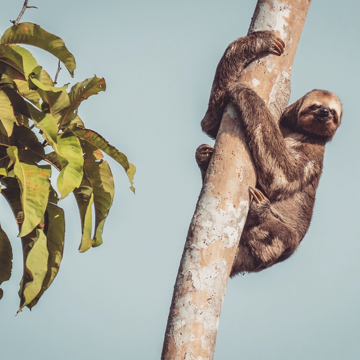A three-toed sloth clinging to a bare tree trunk against a pale blue sky on an Amazon trek and survival tour, with a tiny baby visible tucked against its belly