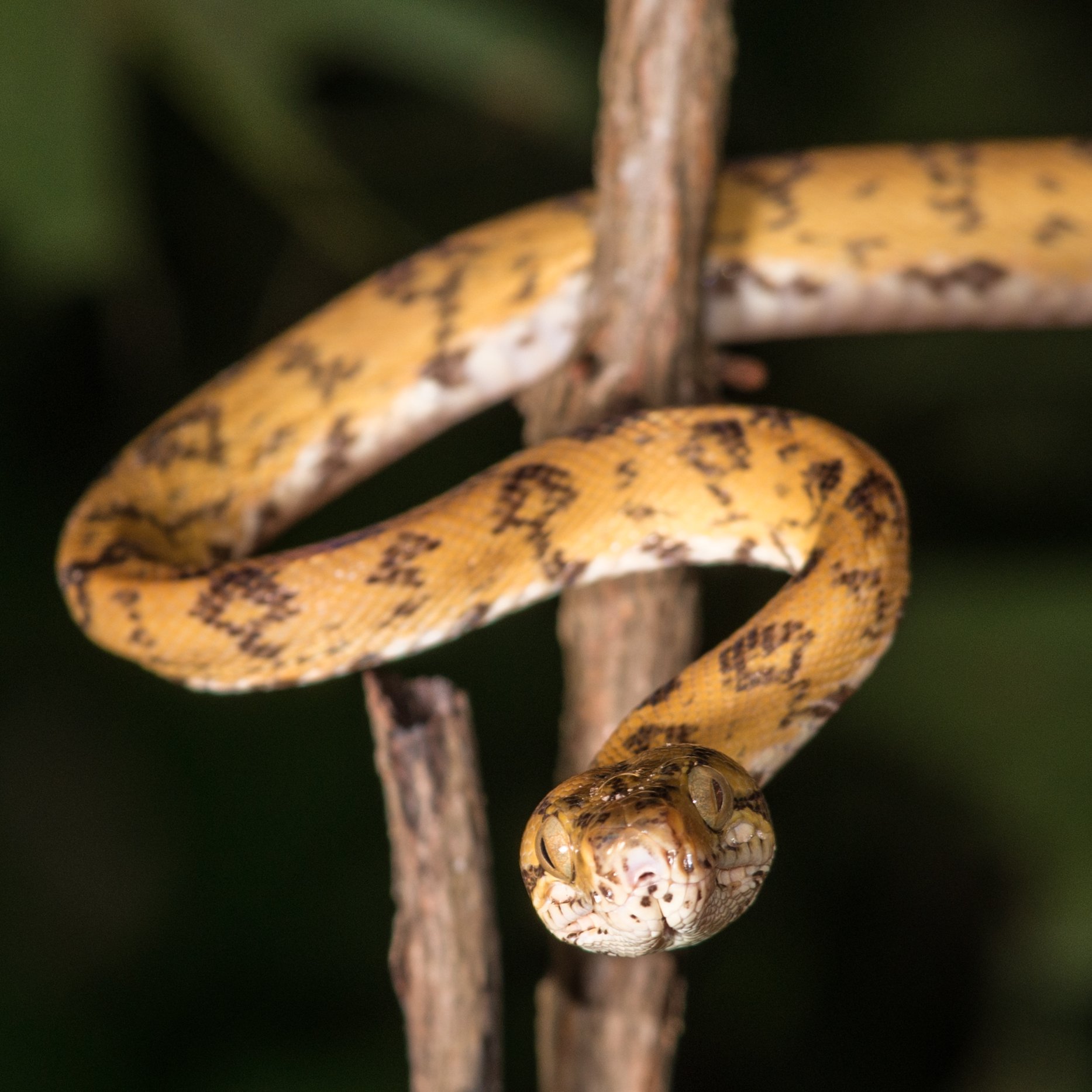 Coiled, patient, and perfectly camouflaged — the Amazon reveals itself after dark. Photo: MARCELO ISOLA A golden-yellow snake with dark brown blotched markings coiled around bare wooden branches against a dark forest background, spotted during a night tour at Anavilhanas Jungle Lodge Brazil