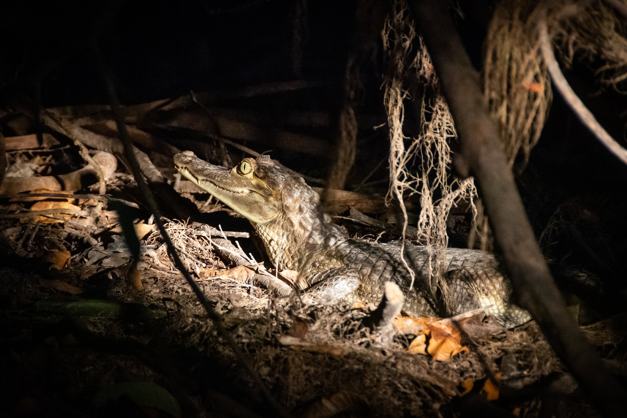 A juvenile caiman caught in torchlight at night during an Anavilhanas Jungle Lodge Brazil night tour, its golden slit eye gleaming as it rests among roots and leaf litter on the forest floor