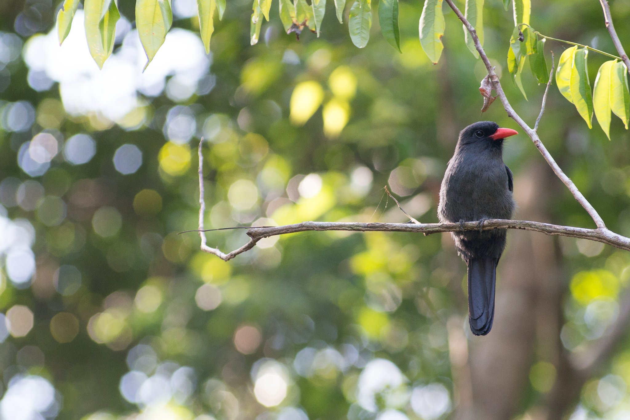 That unmistakable red bill, still as the forest around it. Photo: MARCELO ISOLA A slate-grey bird with a vivid red bill perches on a bare branch against a soft bokeh of green rainforest canopy at Anavilhanas Jungle Lodge Brazil