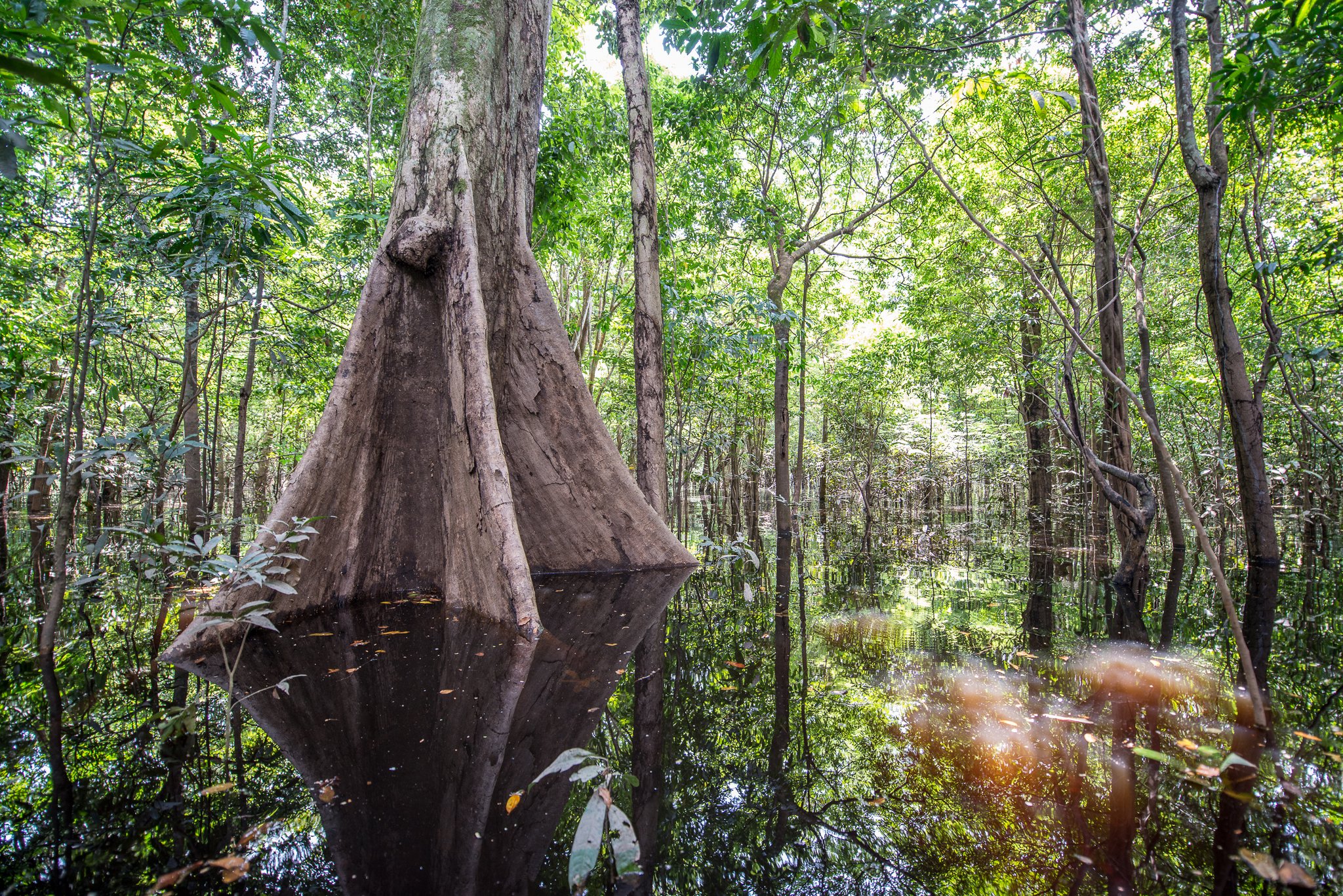 Ancient roots, black water, living cathedral — the igapó flooded forest swallows time whole. Photo: MARCELO ISOLA A massive buttressed tree rising from dark tannin-stained floodwaters in an igapó flooded forest, its reflection mirrored perfectly on the still black water, surrounded by dense green canopy at Anavilhanas Jungle Lodge Brazil