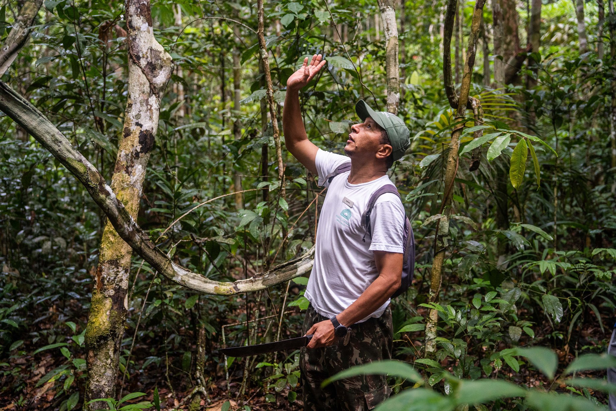 A local guide at Anavilhanas Jungle Lodge Brazil points upward into the dense rainforest canopy during a dryland hiking trail, holding a machete as he scans the treetops for wildlife