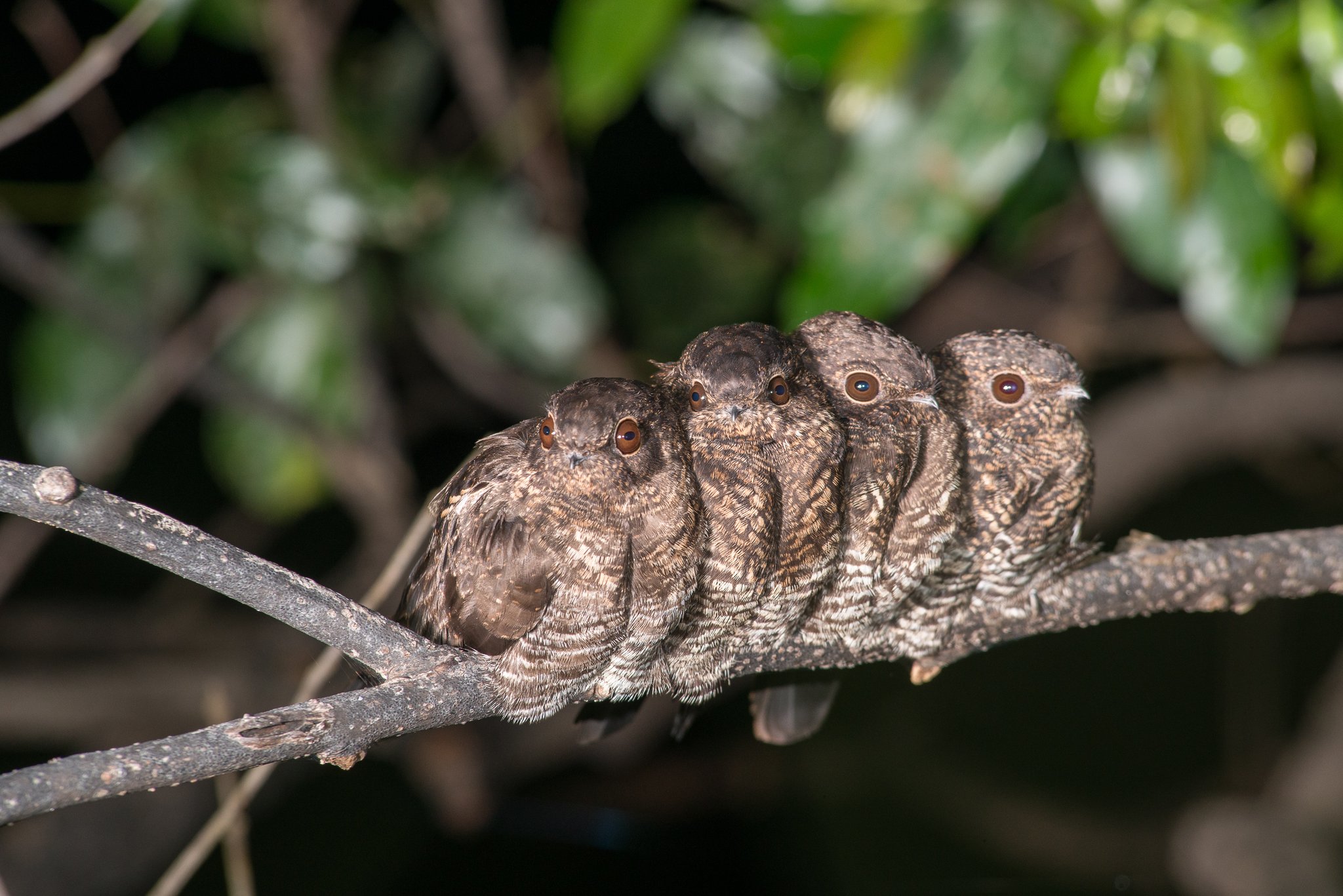 Four sets of amber eyes — the Amazon's night shift, barely old enough to fly. Photo: MARCELO ISOLA Four cryptically patterned nightjar chicks huddled together on a bare branch at Anavilhanas Jungle Lodge Brazil, their amber eyes glowing in the night
