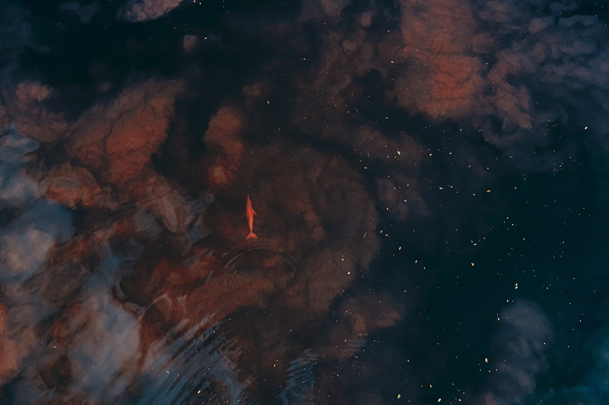 Aerial view of a pink river dolphin gliding just beneath the dark tannin-rich waters of the Rio Negro near Anavilhanas Jungle Lodge Brazil, with cloud reflections shimmering across the surface