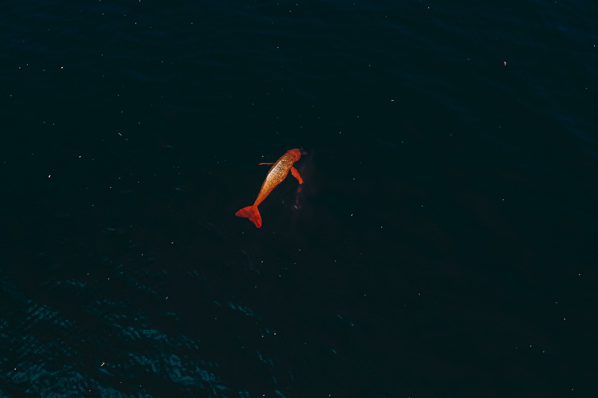 Copper-toned and utterly alone — a river dolphin slips through black water. Aerial view of a pink river dolphin glowing amber-red against the dark teal waters of the Rio Negro, spotted during an Anavilhanas Jungle Lodge Brazil wildlife excursion