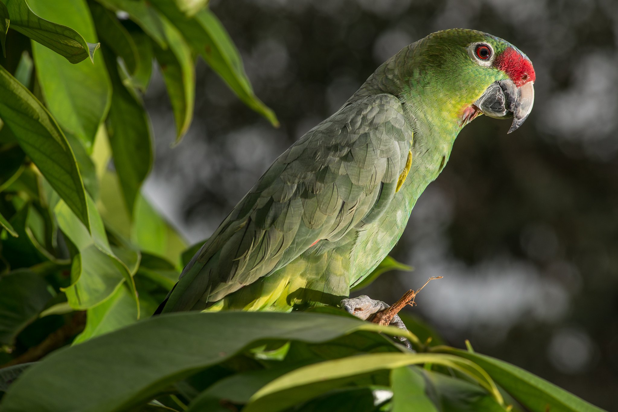 Brilliant green feathers, a flash of red — the forest is never short of colour. Photo: MARCELO ISOLA A green parrot with a vivid red forehead perches on a leafy branch in the Amazon rainforest near Anavilhanas Jungle Lodge Brazil