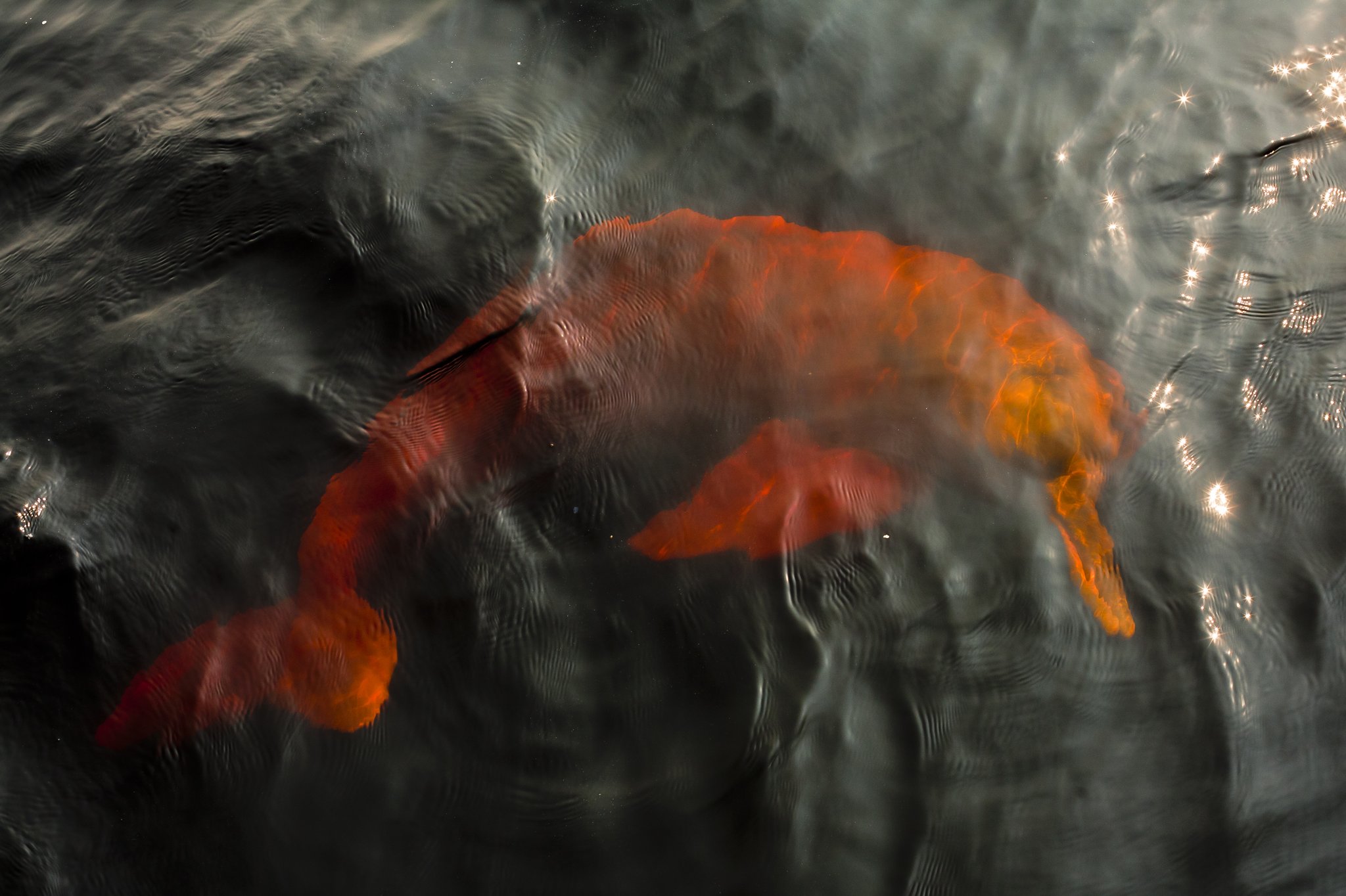 Pink and fluid, a river dolphin vanishes into black water. Photo: Stefan Zander An Amazon river dolphin gliding just beneath the dark surface of the Rio Negro, its orange-pink body distorted beautifully by rippling water at Anavilhanas Jungle Lodge Brazil