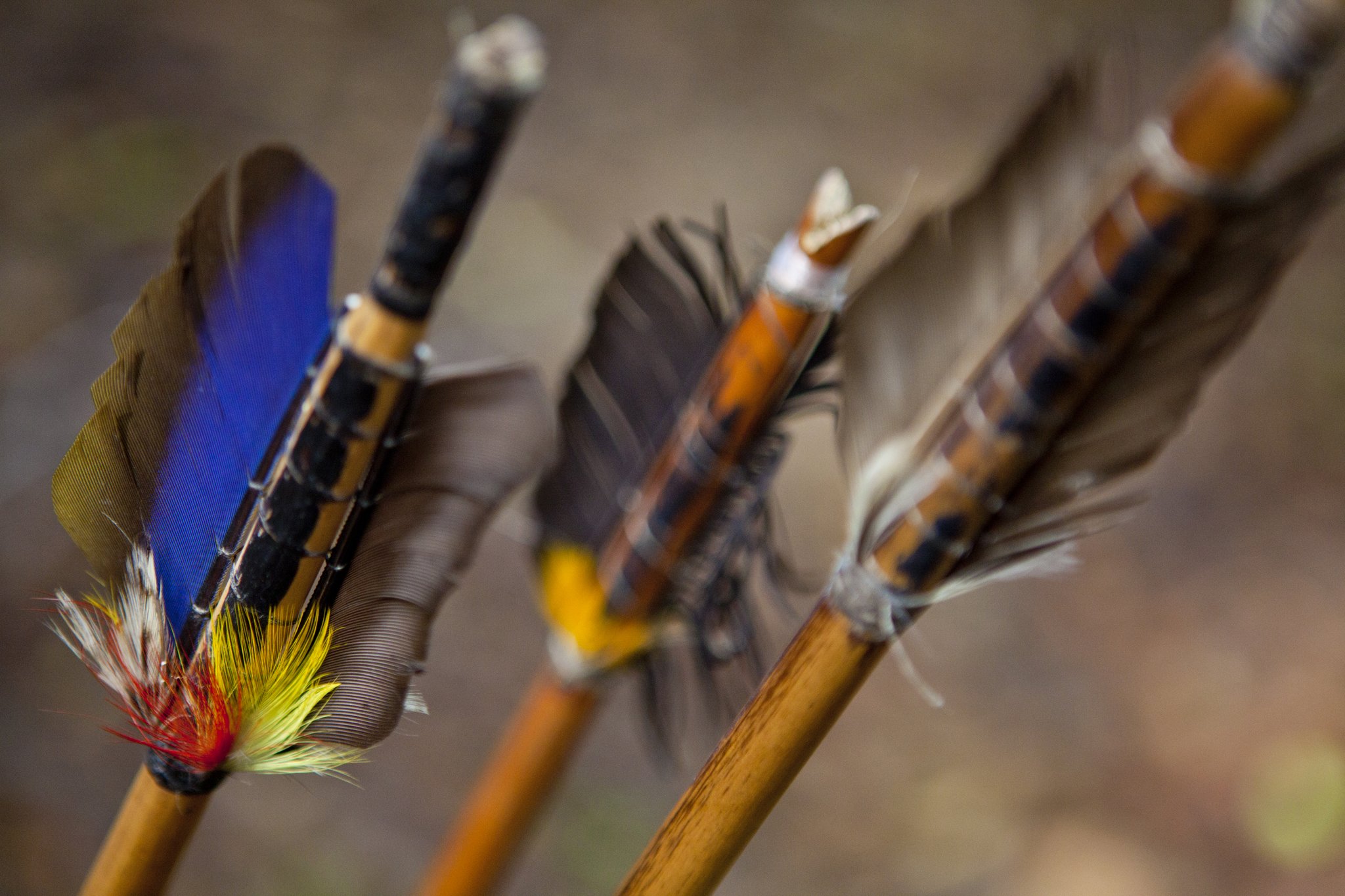 Close-up of handcrafted wooden arrows fletched with vivid blue, yellow, red and earth-toned feathers, used in traditional archery at Anavilhanas Jungle Lodge Brazil