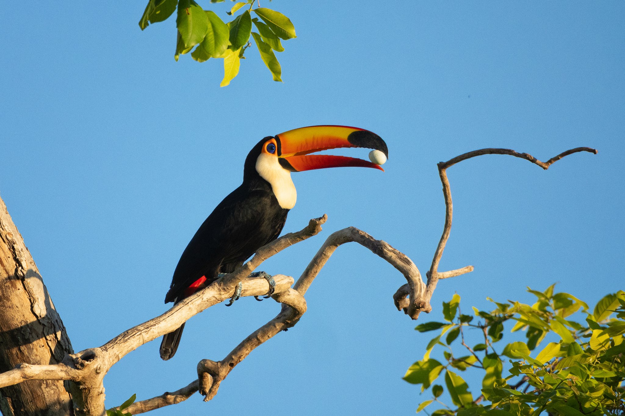 Um tucanuçu pousado em um galho seco contra um céu azul cristalino lança uma semente branca ao ar com seu vistoso bico laranja e vermelho, em um roteiro de ecoturismo no Brasil