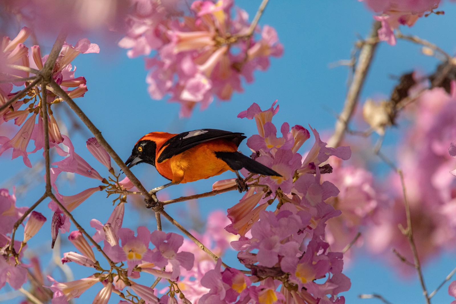 A vivid orange-and-black oriole-like bird with a yellow eye perches among pink trumpet-tree blossoms against a clear blue sky on a budget Pantanal tour