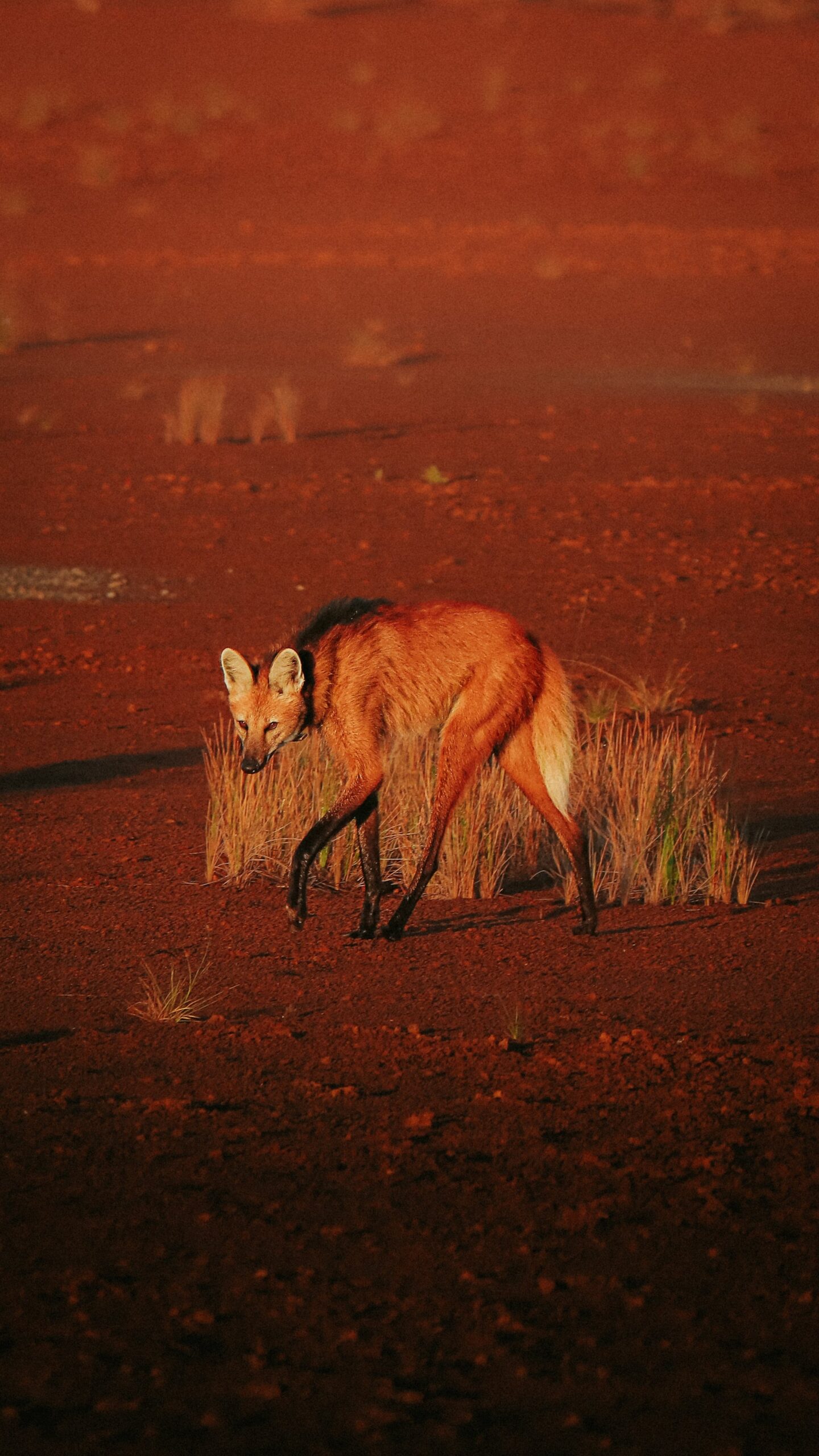 Um lobo-guará com pelagem ruiva e patas negras caminha sobre o solo vermelho de laterita do Cerrado brasileiro, com tufos de capim seco ao redor